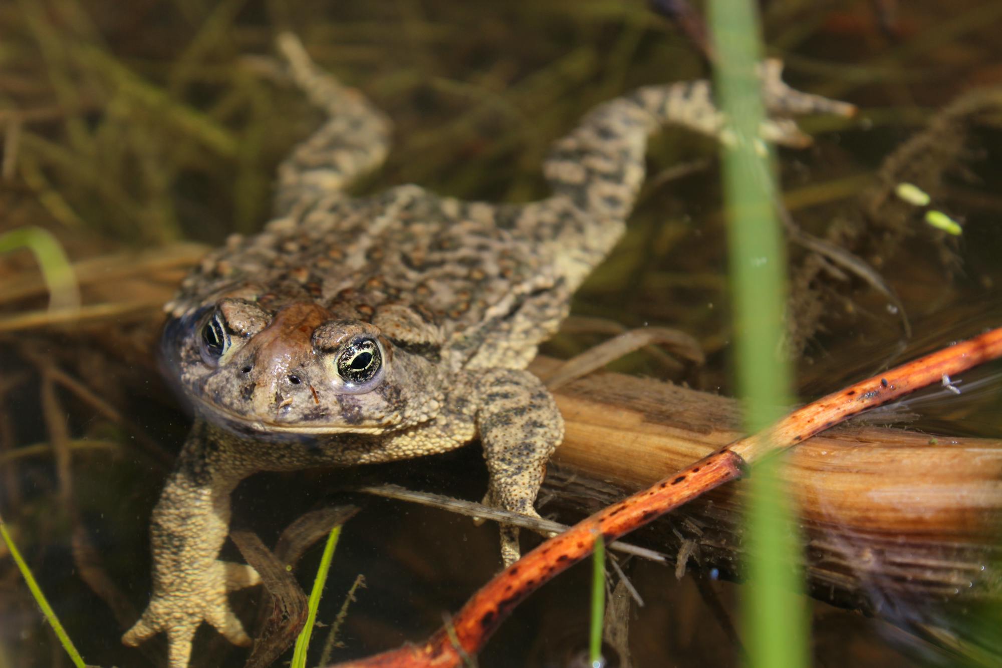 2018.05.30 - Wyoming Toad - Wyoming - Mindy Meade-USFWS (CC BY 2.0 DEED)