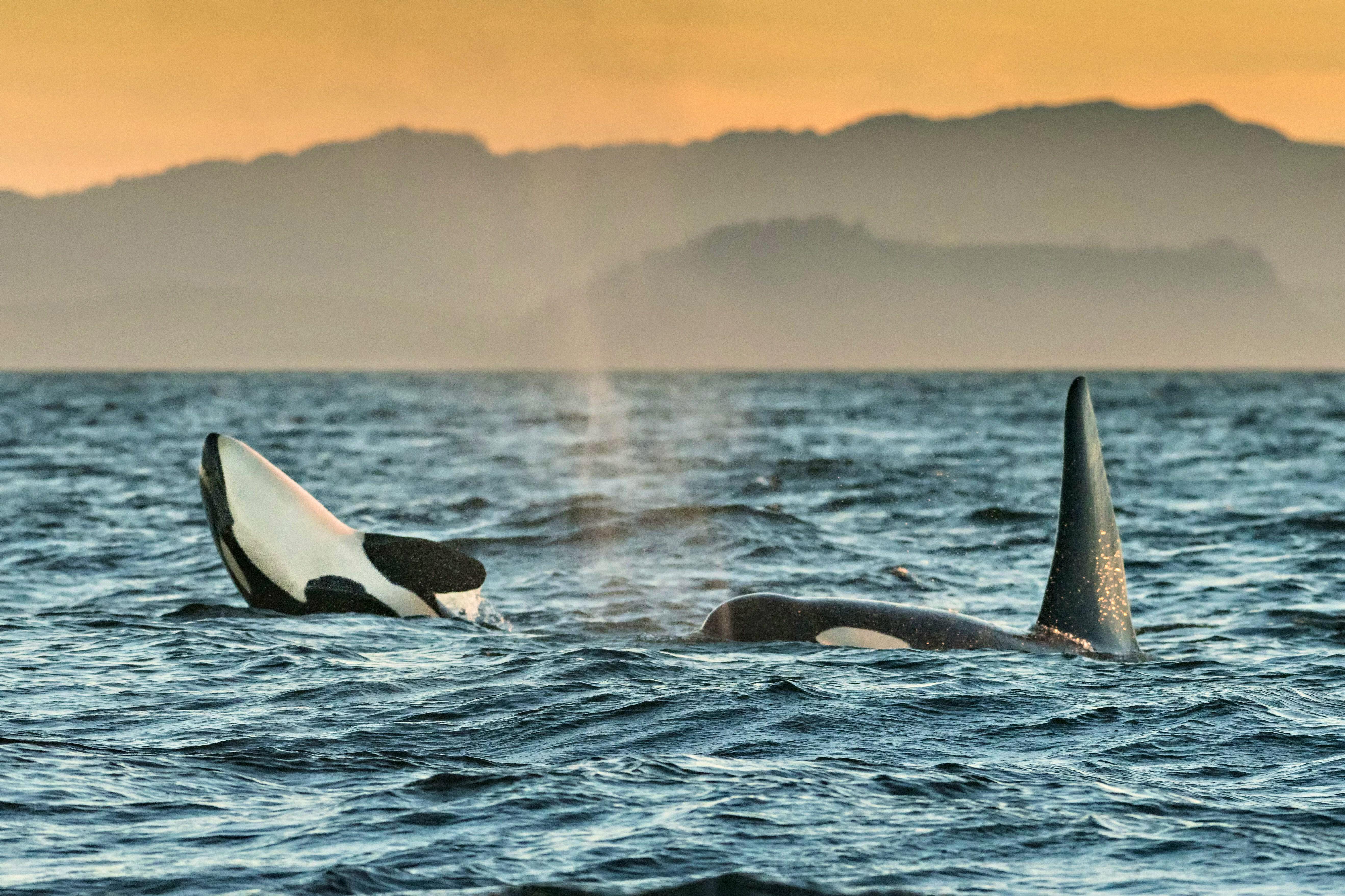 2018.08.04 - Southern Resident Orcas play in Salish Sea - British Columbia, Canada - Richard Ellis - Alamy Stock Photo