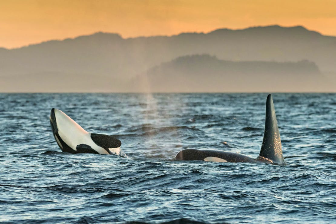 2018.08.04 - Southern Resident Orcas play in Salish Sea - British Columbia, Canada - Richard Ellis - Alamy Stock Photo