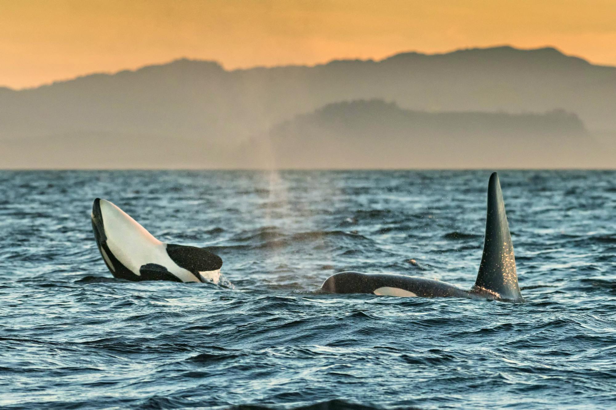 2018.08.04 - Southern Resident Orcas play in Salish Sea - British Columbia, Canada - Richard Ellis - Alamy Stock Photo