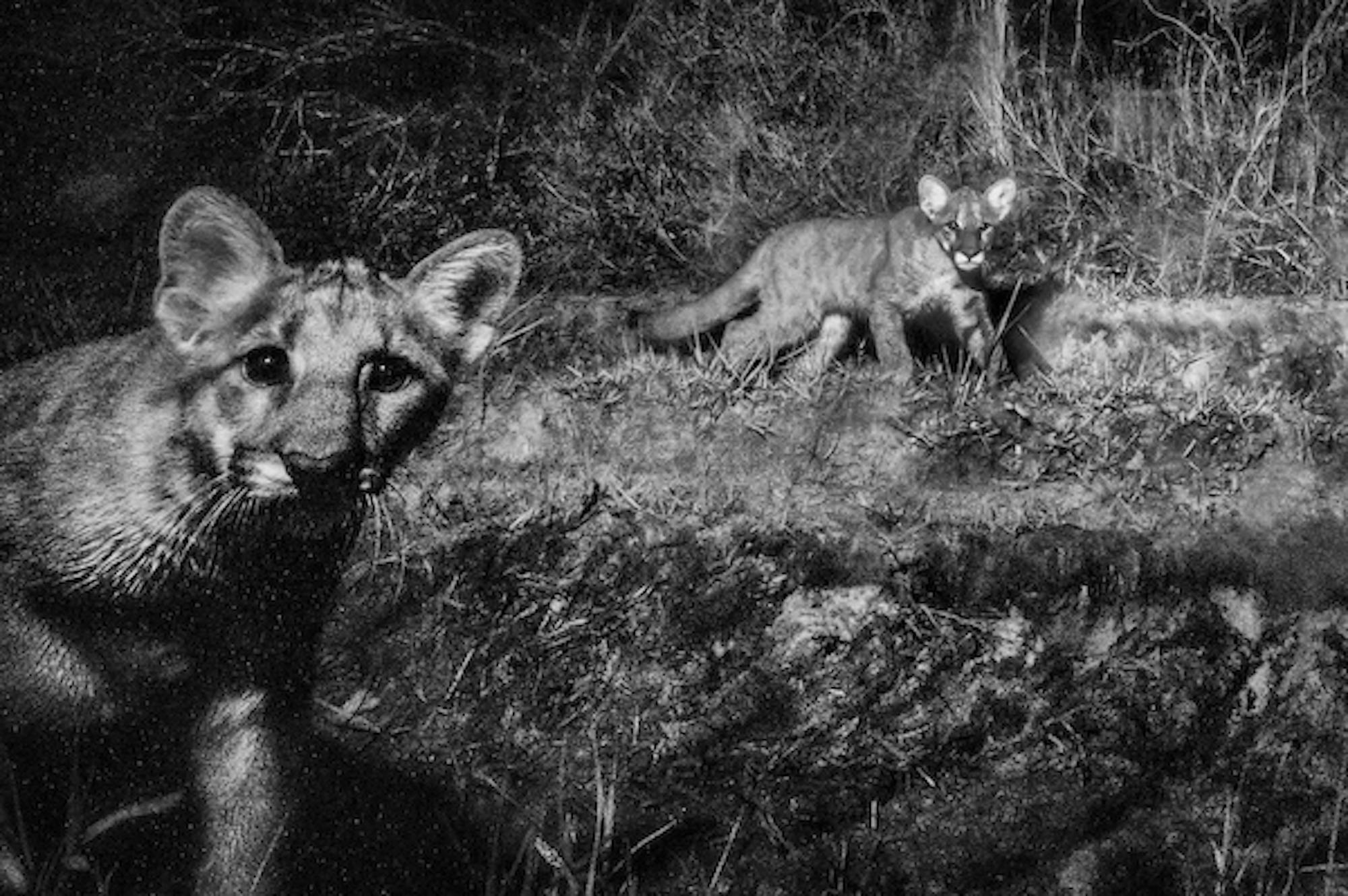 Two Florida panther kittens walking