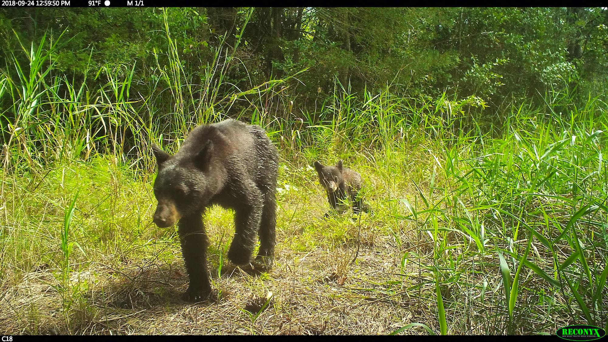 2018.9.24 - SE Recovery Area Trail Cam - Bear with bear cub walking through frame from right to left - Wildlands Network