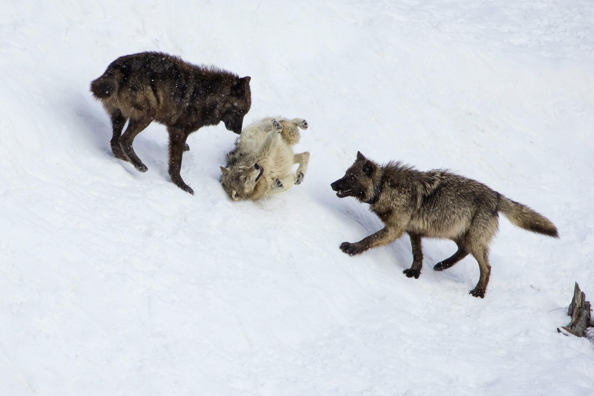 Gray Wolves Playing in Snow at Yellowstone National Park