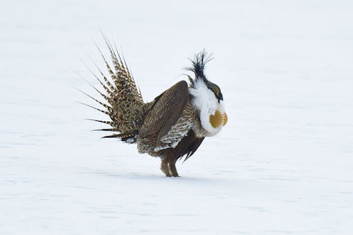 Gunnison Sage-grouse