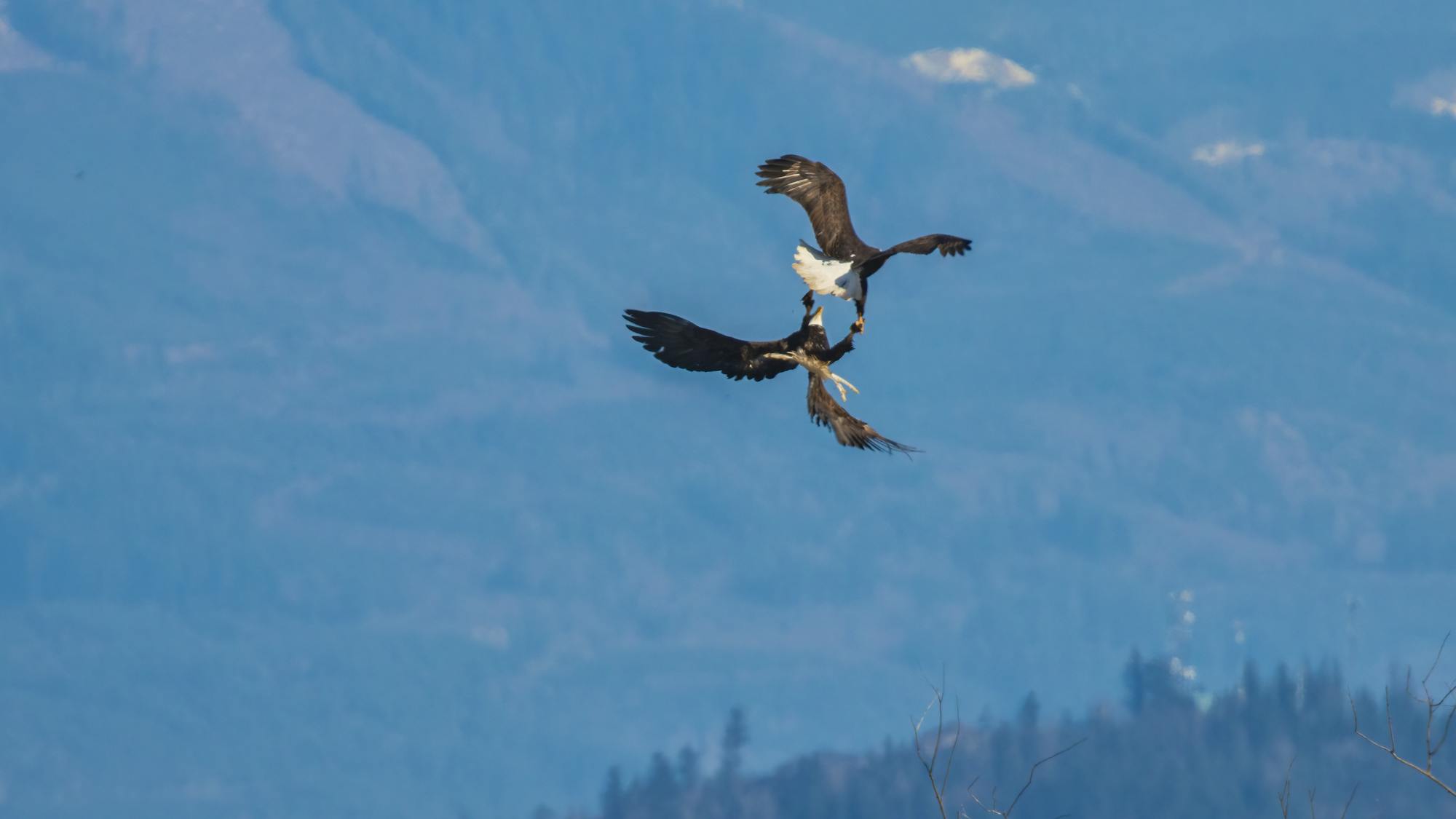 2021.04.07 - Bald Eagles - Eric Ellingson (CC BY-NC-ND 2.0 DEED)