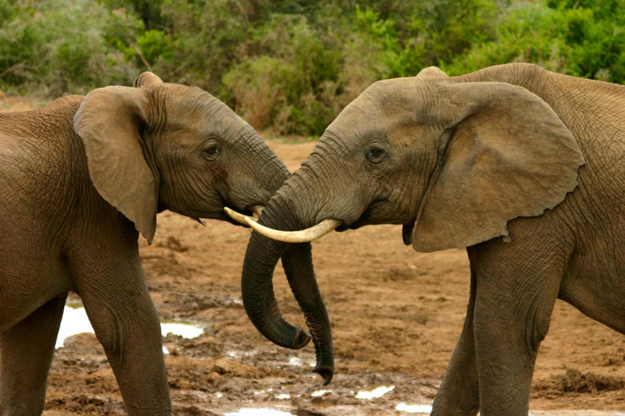 2009.12.18 - African Elephants - South Africa - Charles J. Sharp (CC BY 3.0 DEED)