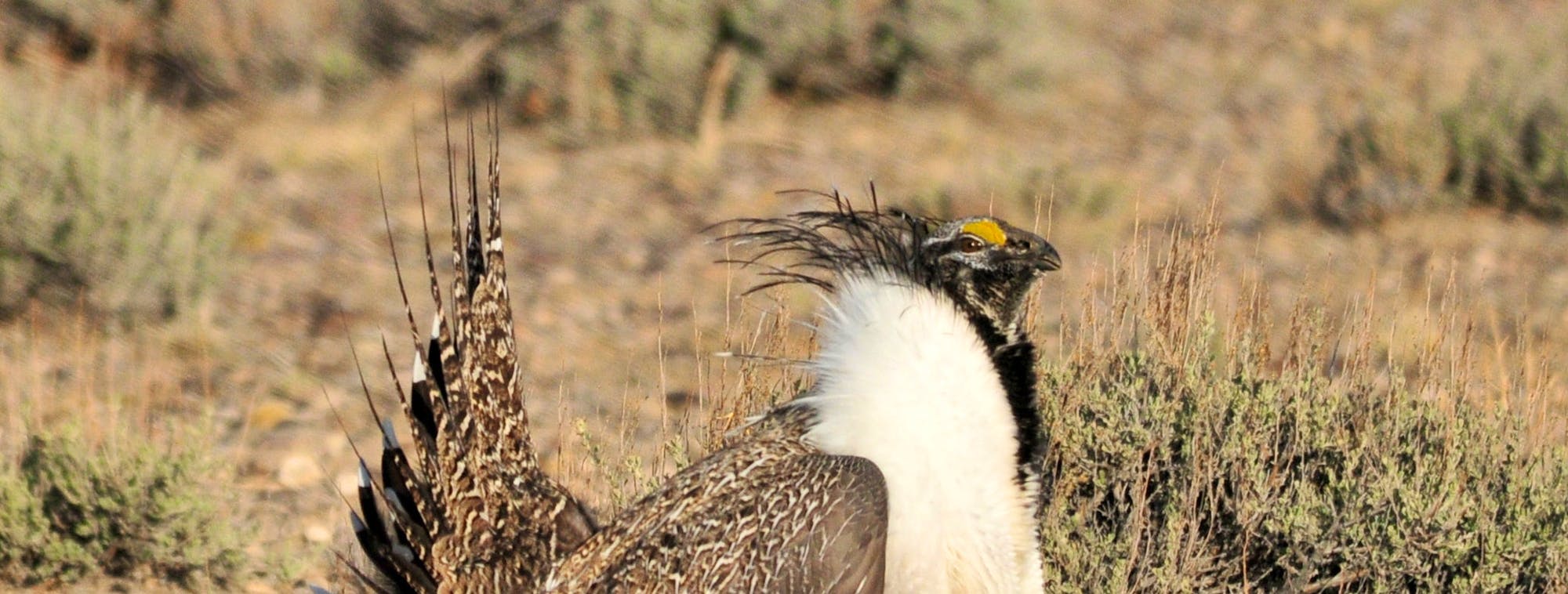 Greater Sage-Grouse Seedskadee National Wildlife Refuge