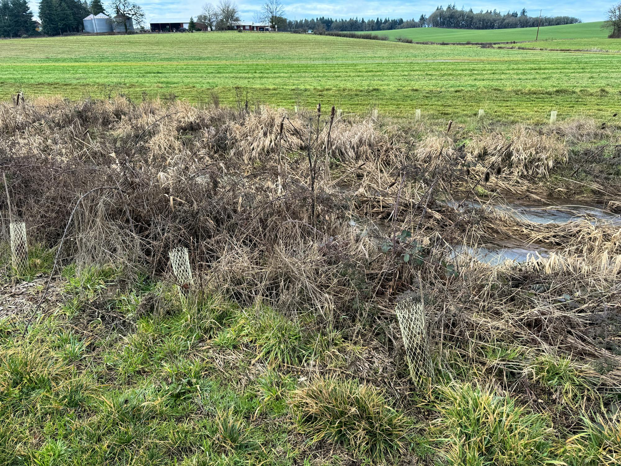 2024.01.29 - Flowering Hedgerows - Oregon - Lucy Lefkowitz/DOW