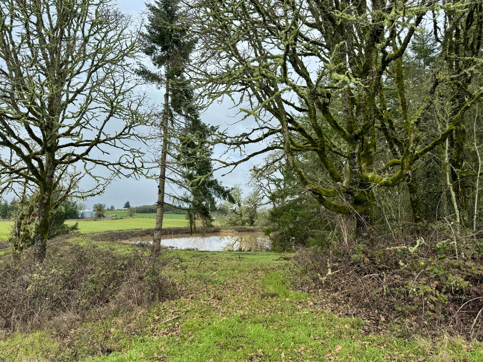 2024.01.29 - Oak Woodlands - Oregon - Lucy Lefkowitz/DOW