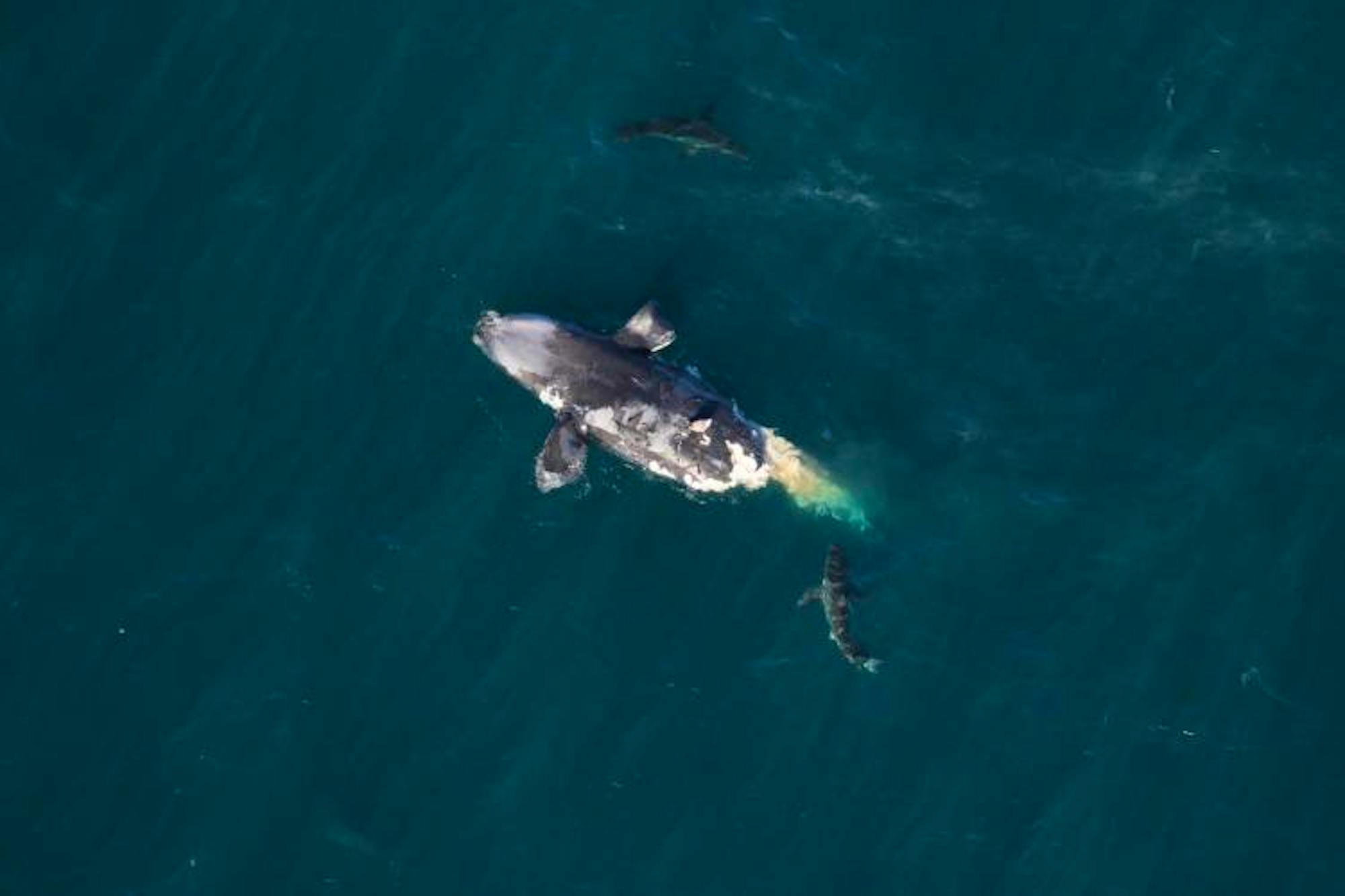 A dead right whale floating about 20 miles offshore of Tybee Island, Georgia on February 14, 2024. Two sharks swim close by.