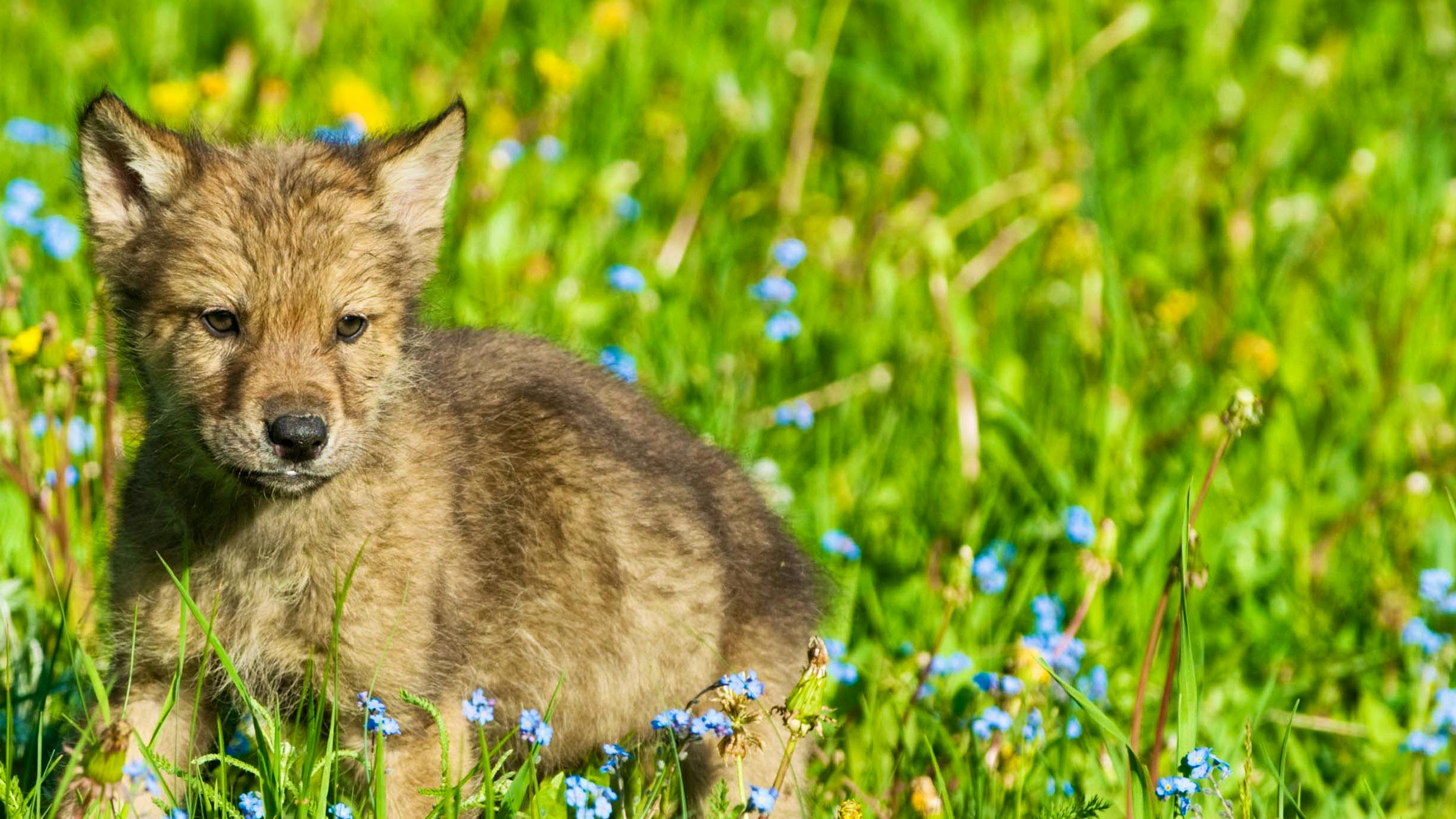 Gray Wolf Cub in Spring Meadow