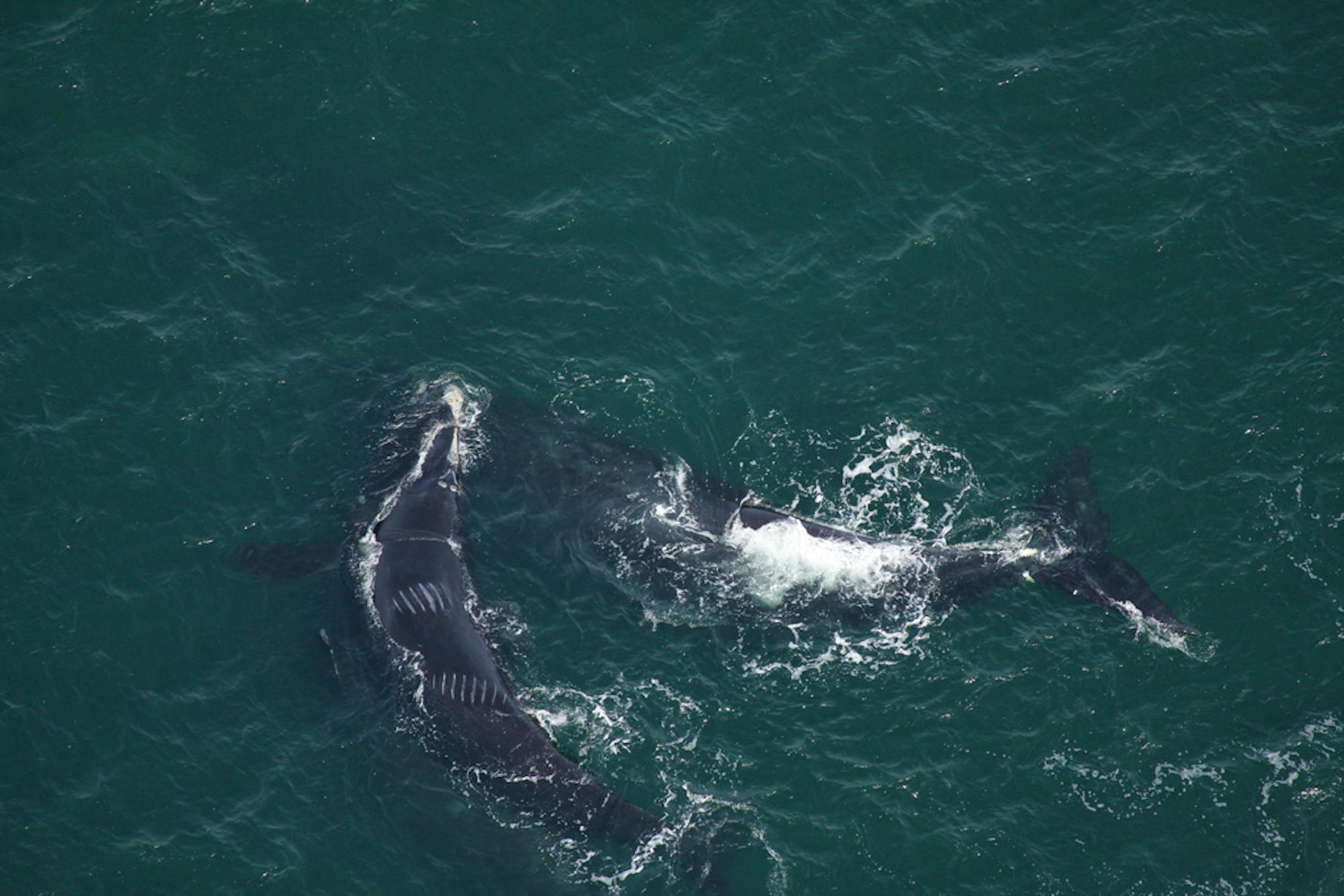 2010.03.07 - North Atlantic Right Whales with Propeller Scars - Florida Fish and Wildlife Conservation Commission, NOAA Research Permit # 594-1759 