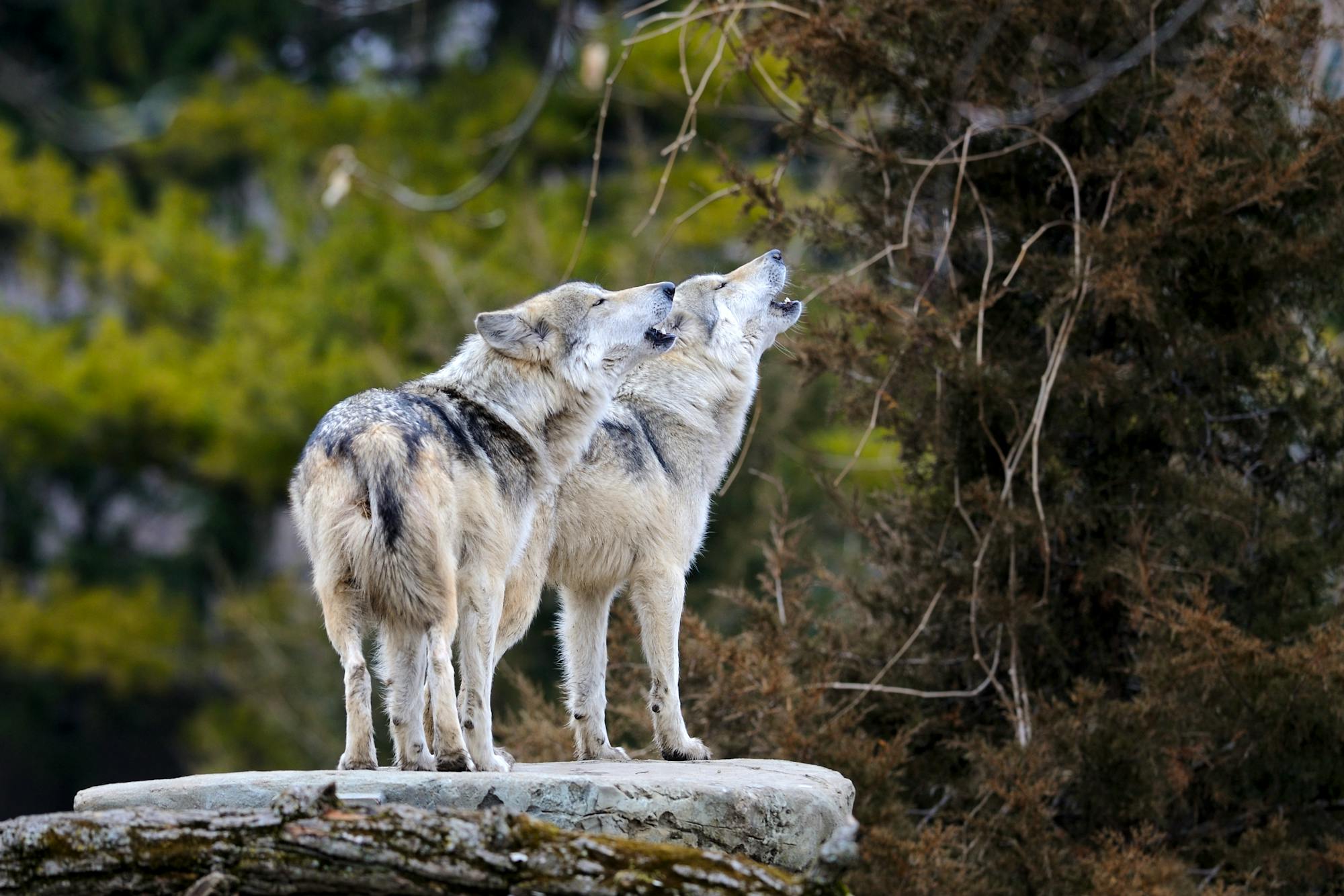  Captive Howling Mexican Gray Wolves - Brookfield Zoo - Glenn Nagel - iStockphoto .jpg