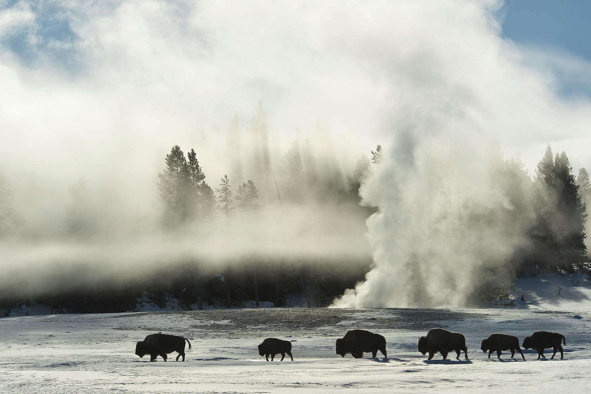 2013.02.15 - Bison Walking by a Geyser - Yellowstone National Park - Wyoming - Barbara Swanson