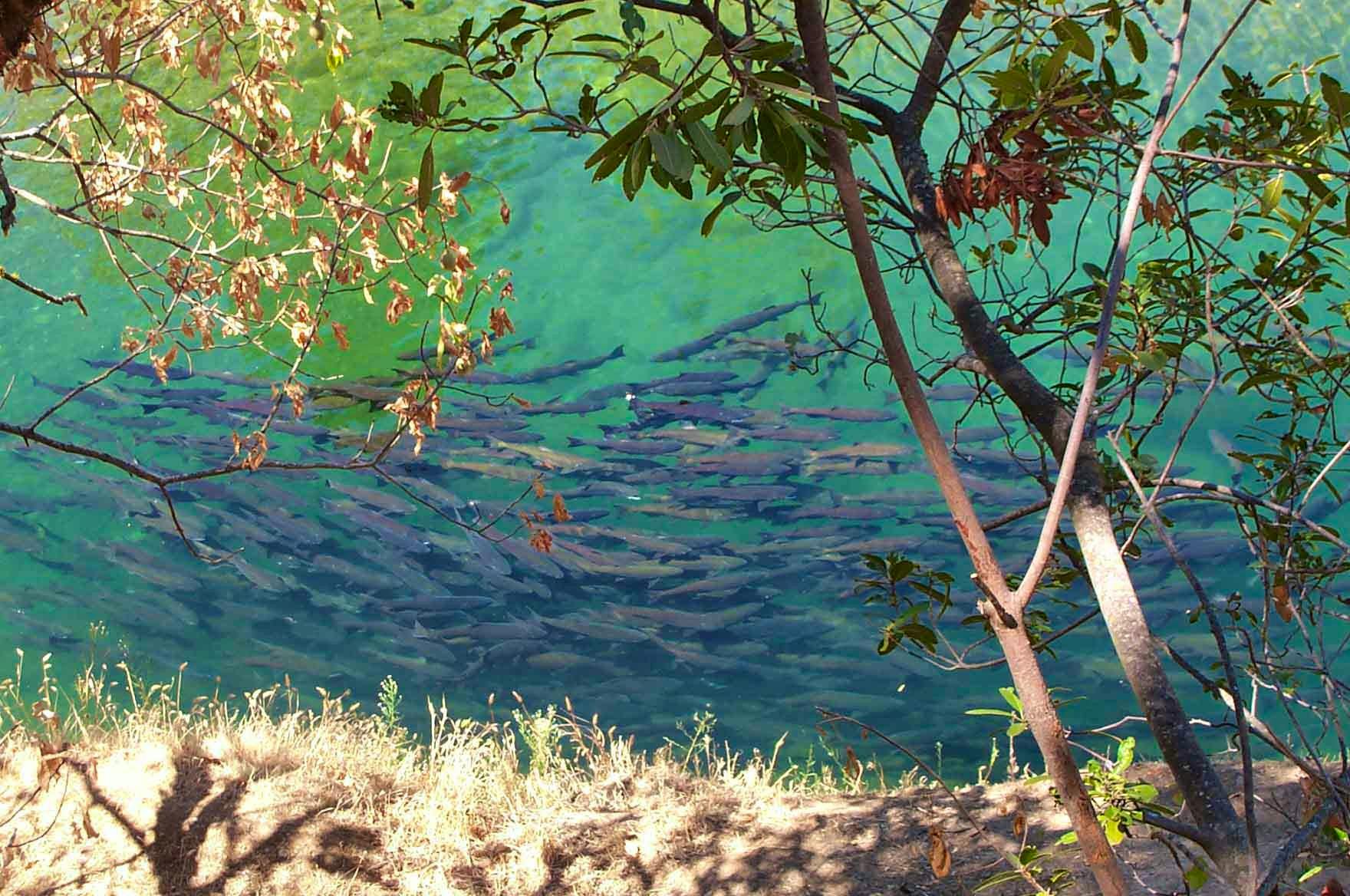 Large Group of Chinook Salmon on a Spring Run - Butte County - California - Harry Morse - CDFW.jpg