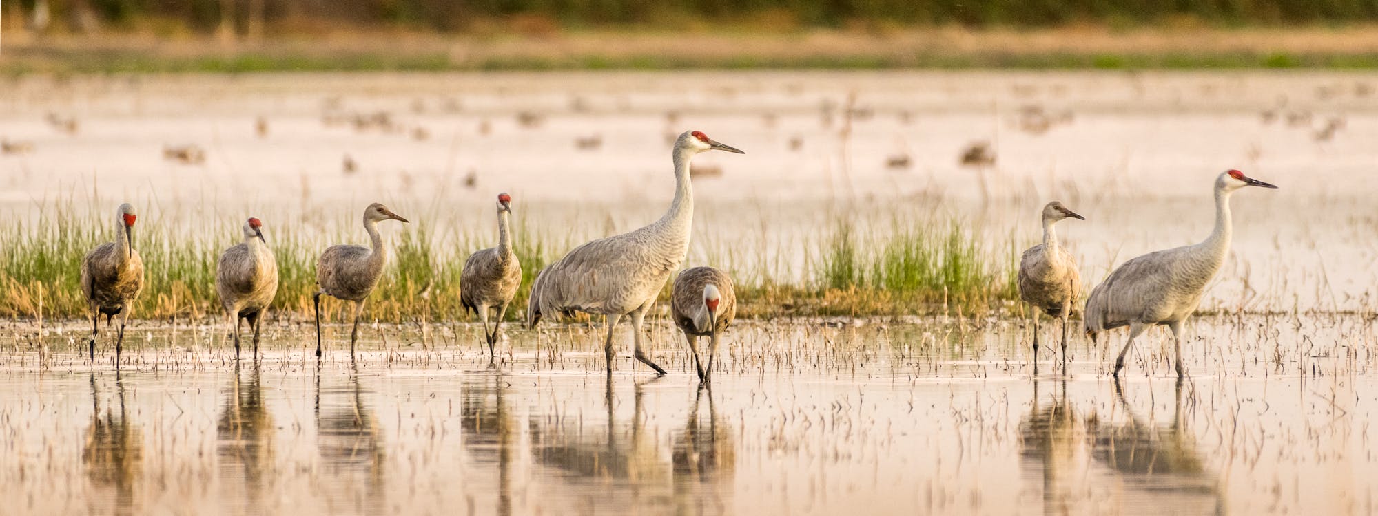 2017.10.28 - Sandhill Cranes - California - Becky Matsubara (CC BY 2.0 DEED)