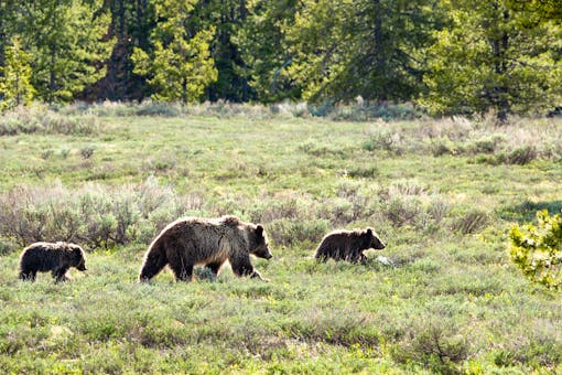 2018.05.13 - Grizzly Bear Mother and Cubs - Grand Teton National Park - Wyoming - NPS-Adams