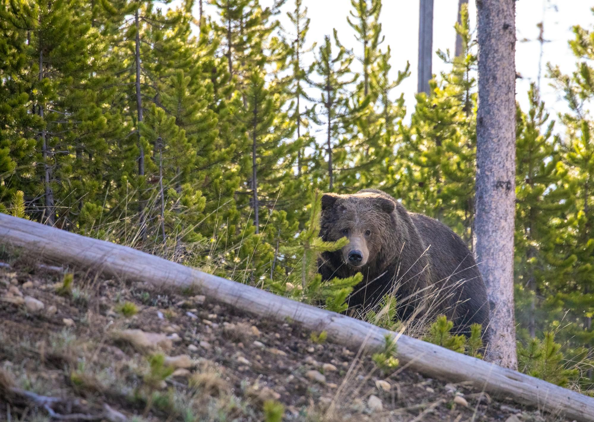 2020.05.19 - Grizzly Bear in Woods - Yellowstone National Park - Wyoming - NPS-Jim Peaco