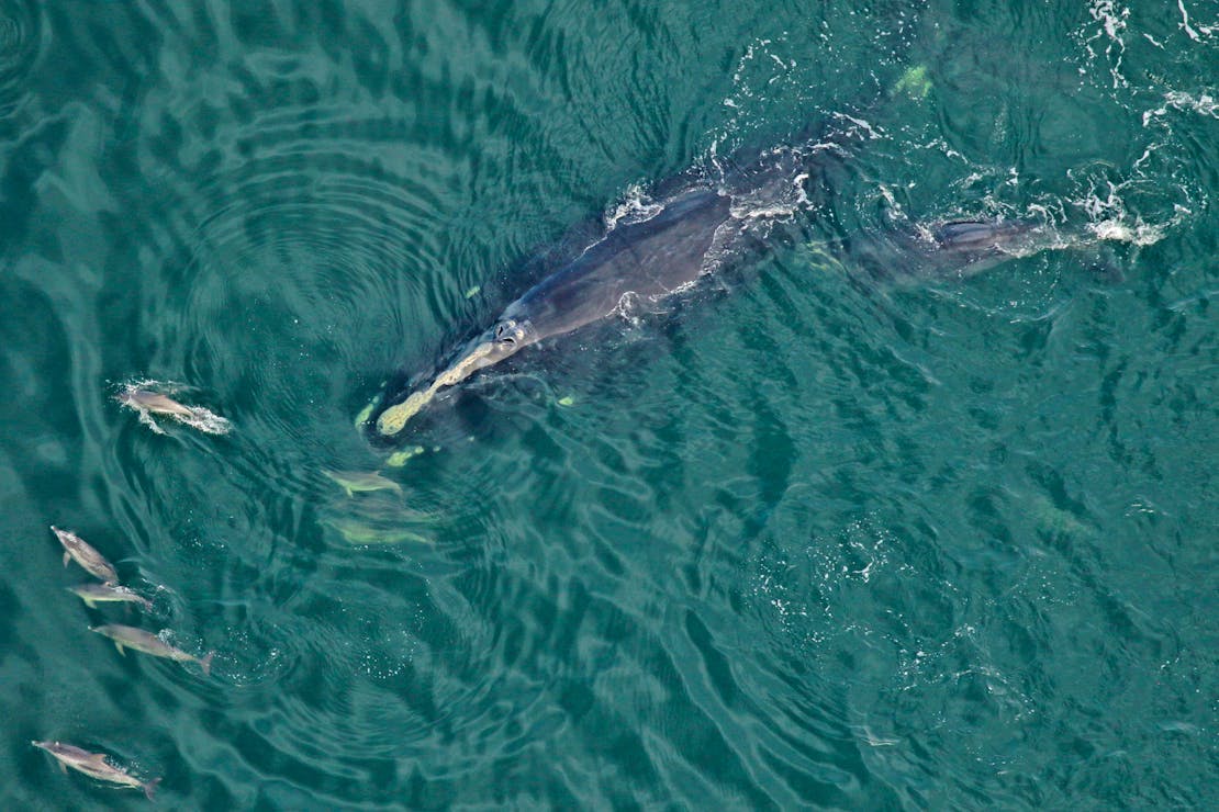 2023.01.05-Right Whale and Calf with Spotted Dolphin-FWC-CC BY NC ND 2.0