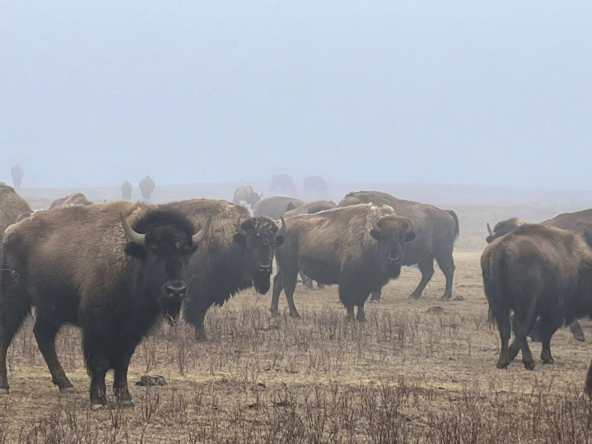 2024.03.01 - Bison in Field - Montana - Chamois Andersen-DOW
