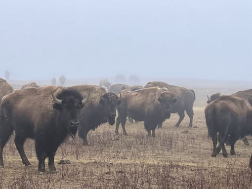 2024.03.01 - Bison in Field - Montana - Chamois Andersen-DOW