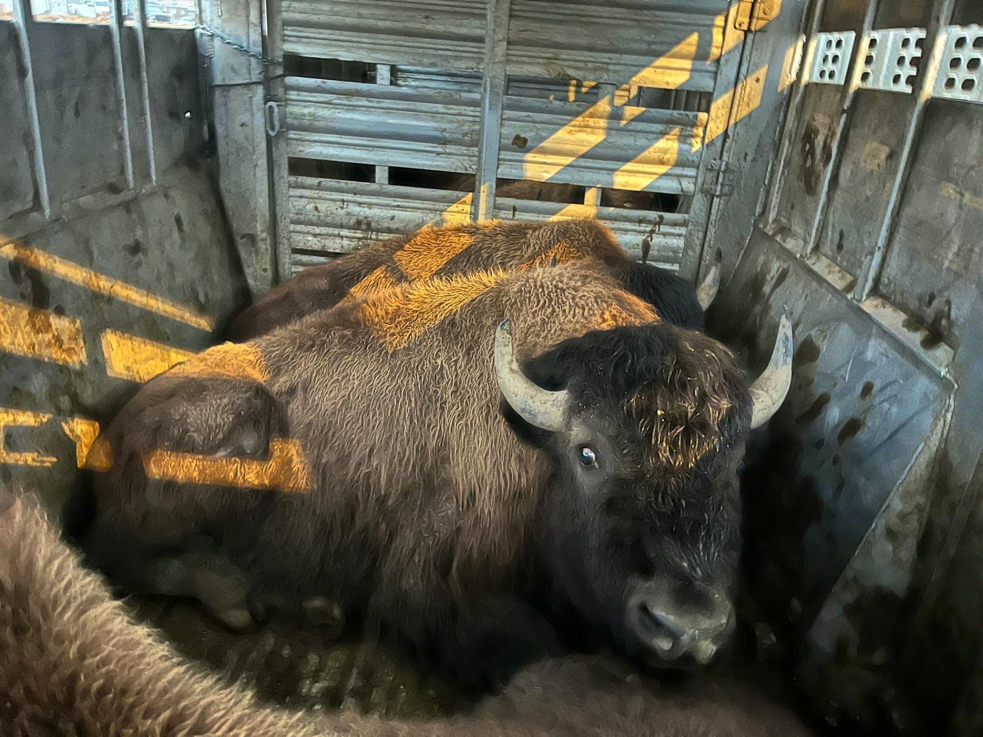 2024.03.01 - Bison in Semi-Truck - Montana - Chamois Andersen-DOW