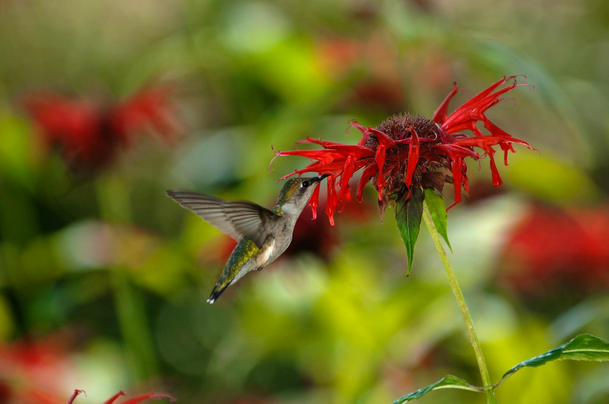 2006.06.30 - Ruby Throated Hummingbird Drinking from a Scarlet Beebalm - Kentucky - Joe Schneid (CC BY 3.0 DEED)