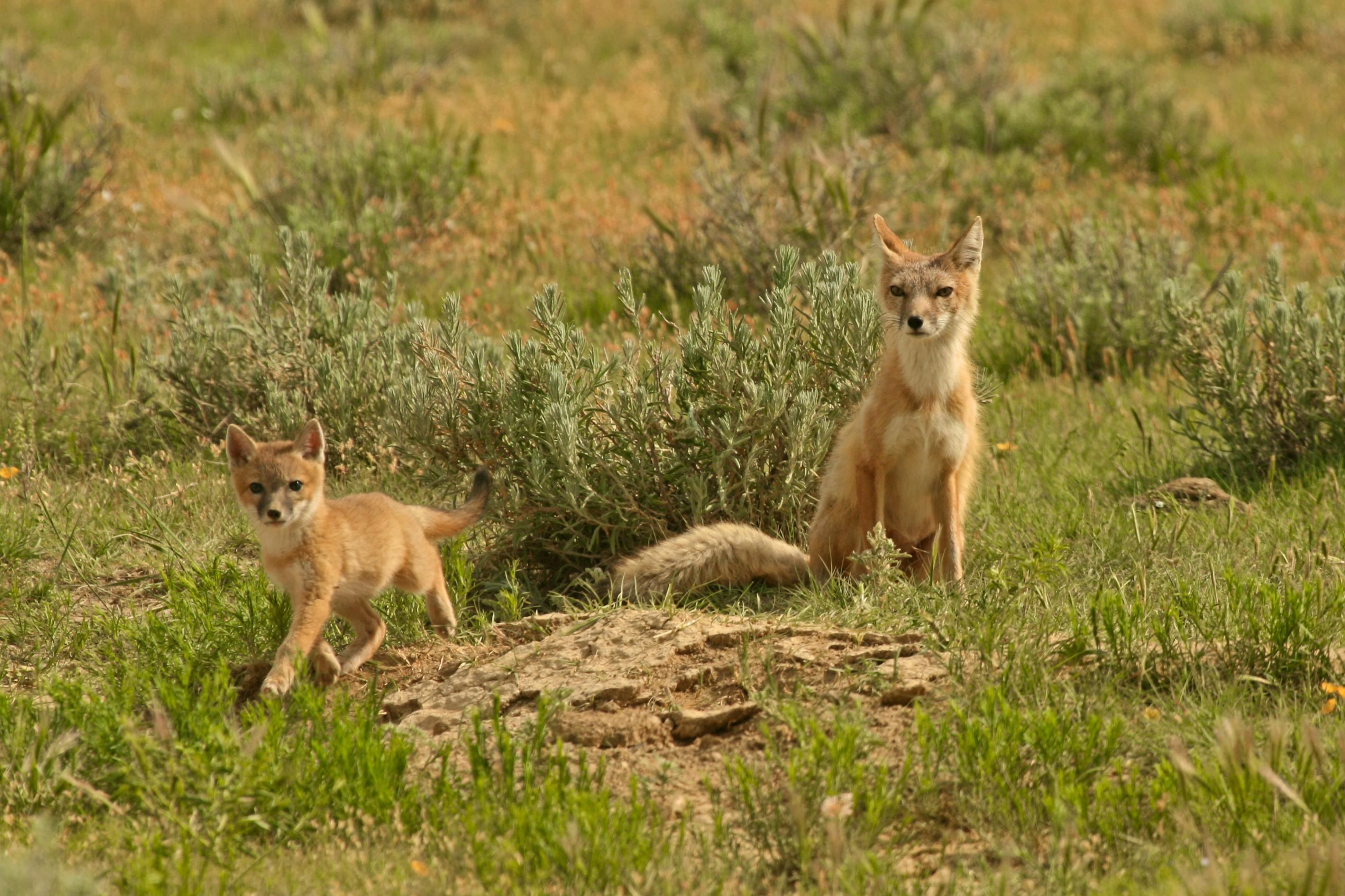 2010.06.05 - Swift Fox Mother and Kit - Lauren McCain - DOW
