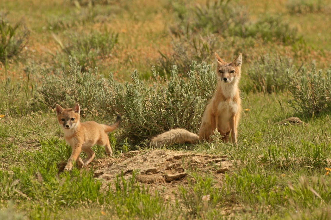 2010.06.05 - Swift Fox Mother and Kit - Lauren McCain - DOW