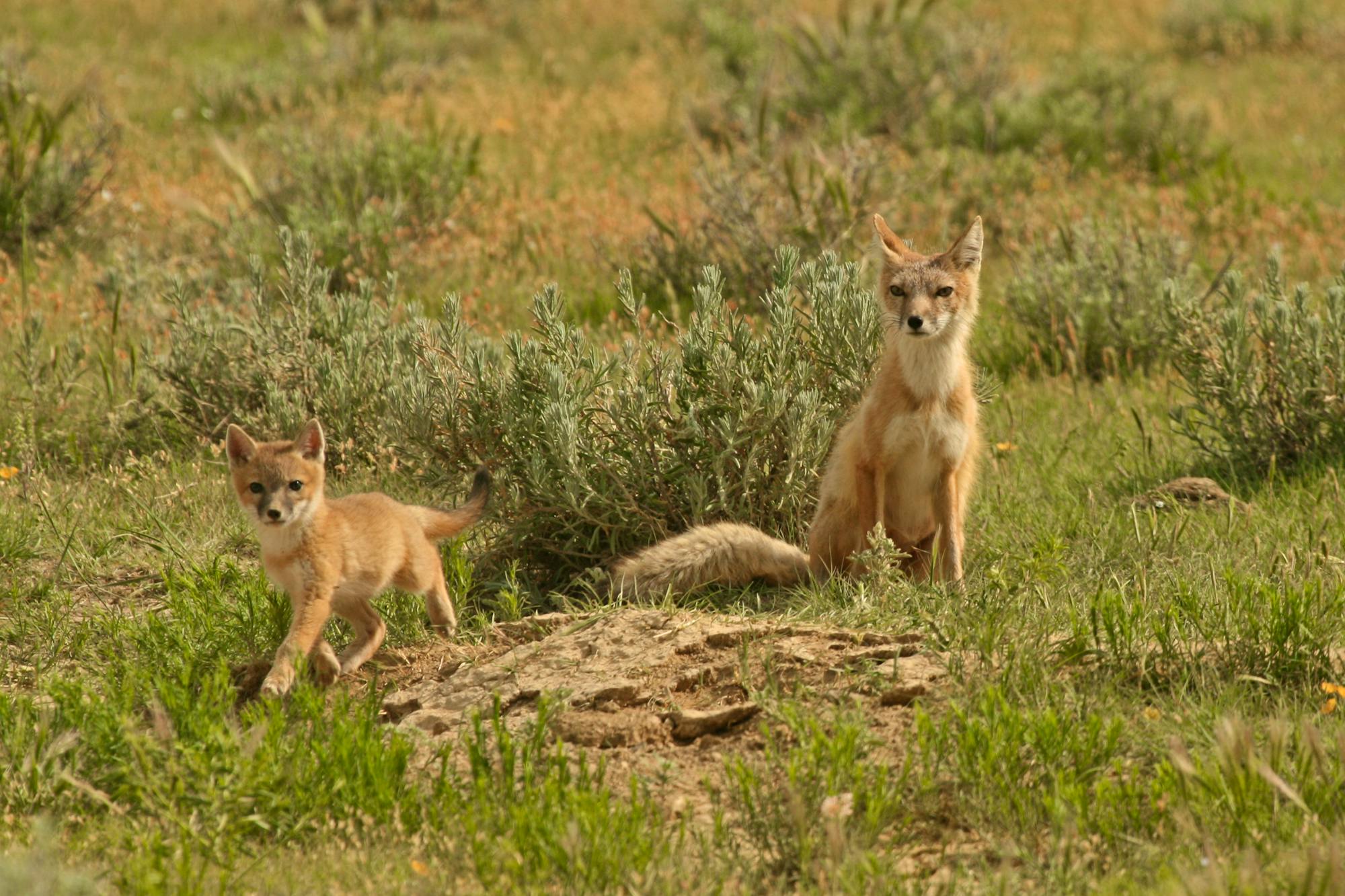 2010.06.05 - Swift Fox Mother and Kit - Lauren McCain - DOW