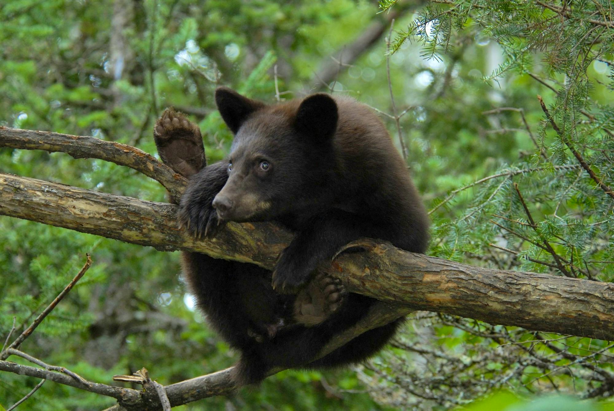 black bear cub hanging from branch