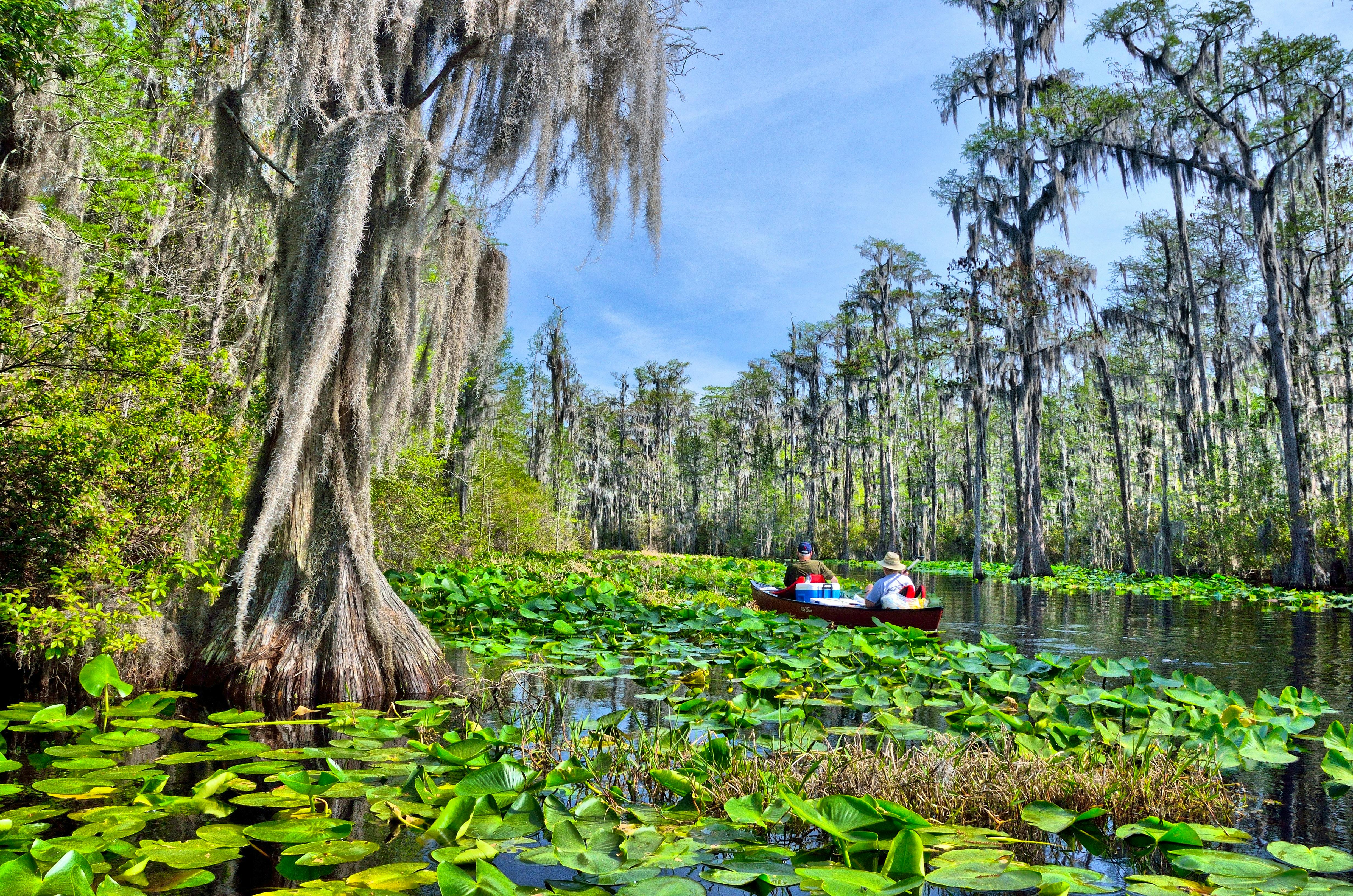 2014.04.05 - Okefenokee Swamp Landscape - Georgia - Timothy J (CC BY 2.0 DEED)