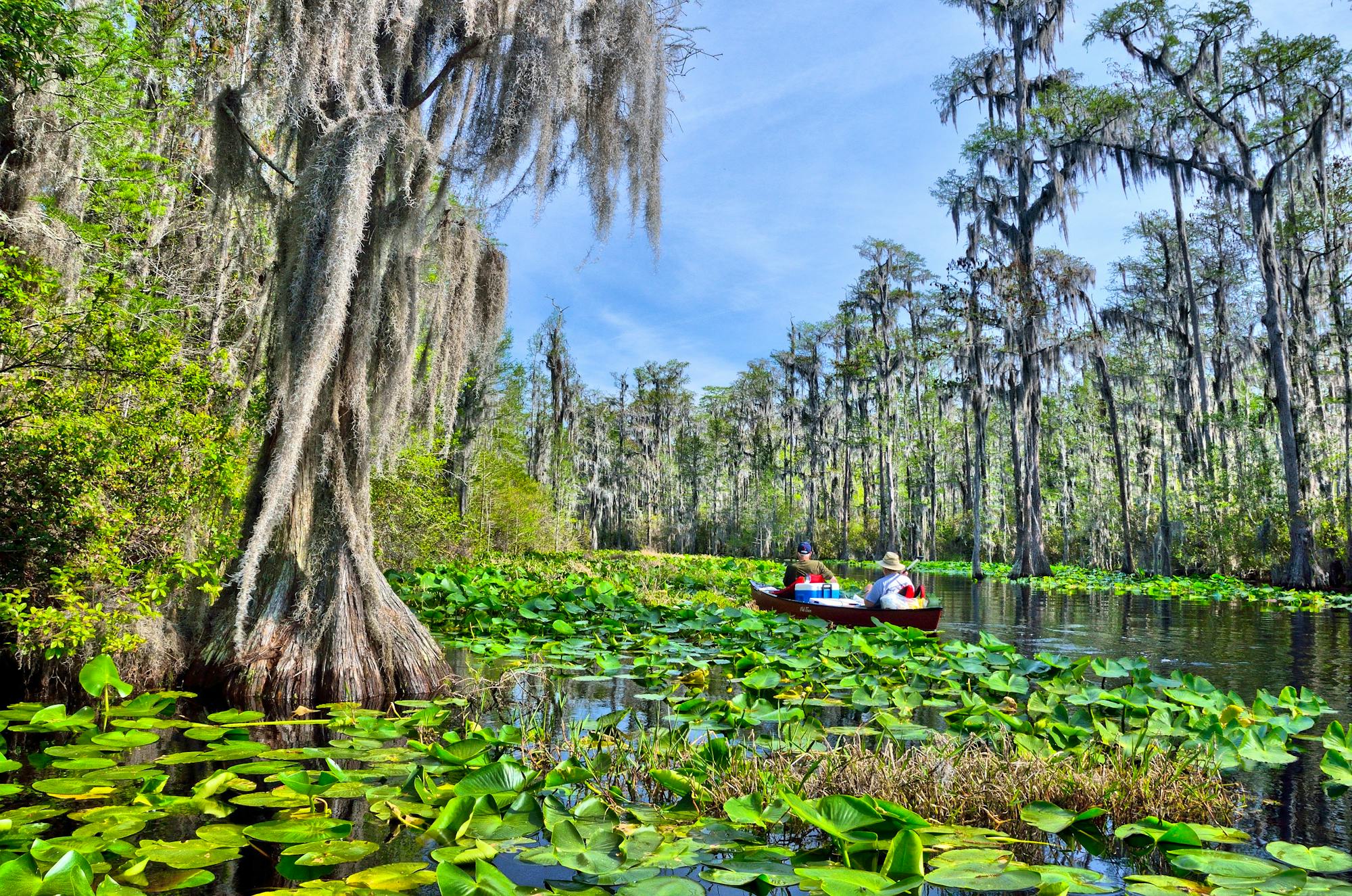 2014.04.05 - Okefenokee Swamp Landscape - Georgia - Timothy J (CC BY 2.0 DEED)