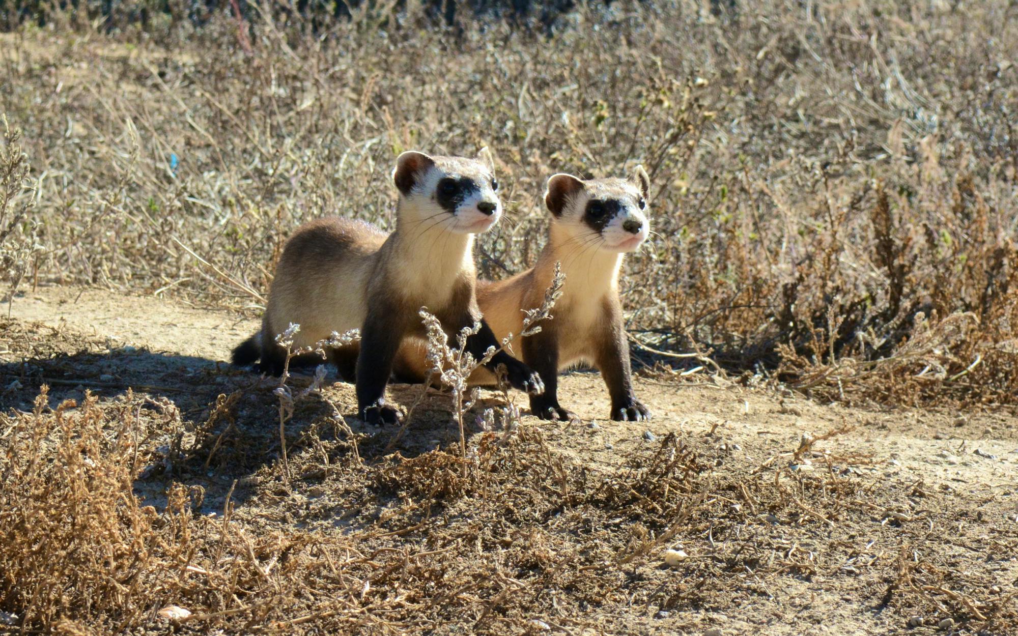 2015.01.16 - Black-Footed Ferret Kits - National Black-Footed Ferret Conservation Center - Colorado - Ryan Moehring - FWS