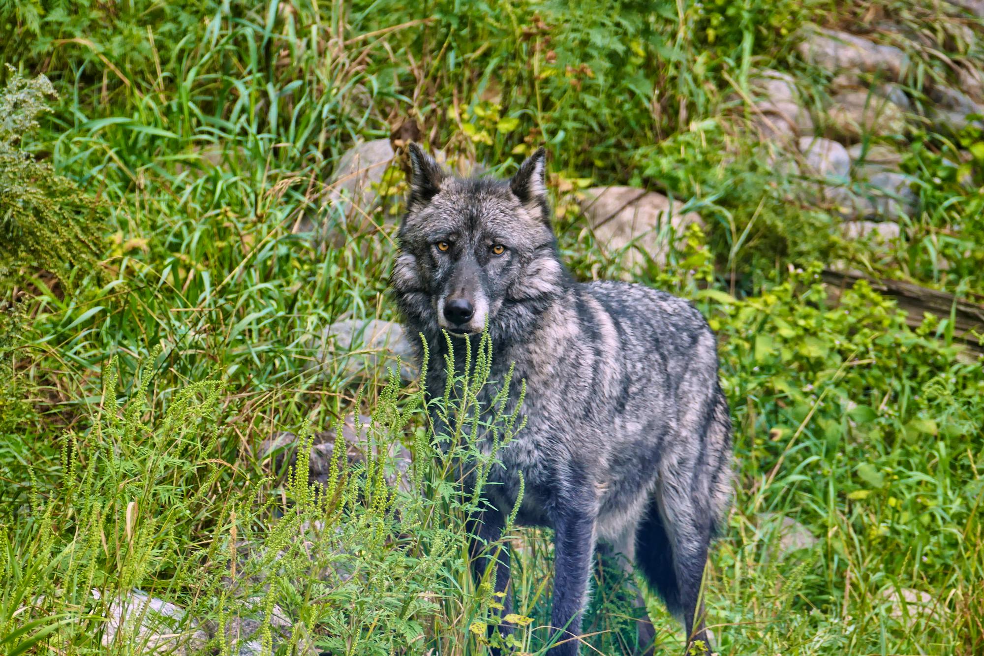 2015.08.24 - Gray Wolf in the Grass - Minnesota - Maureen Ravnik