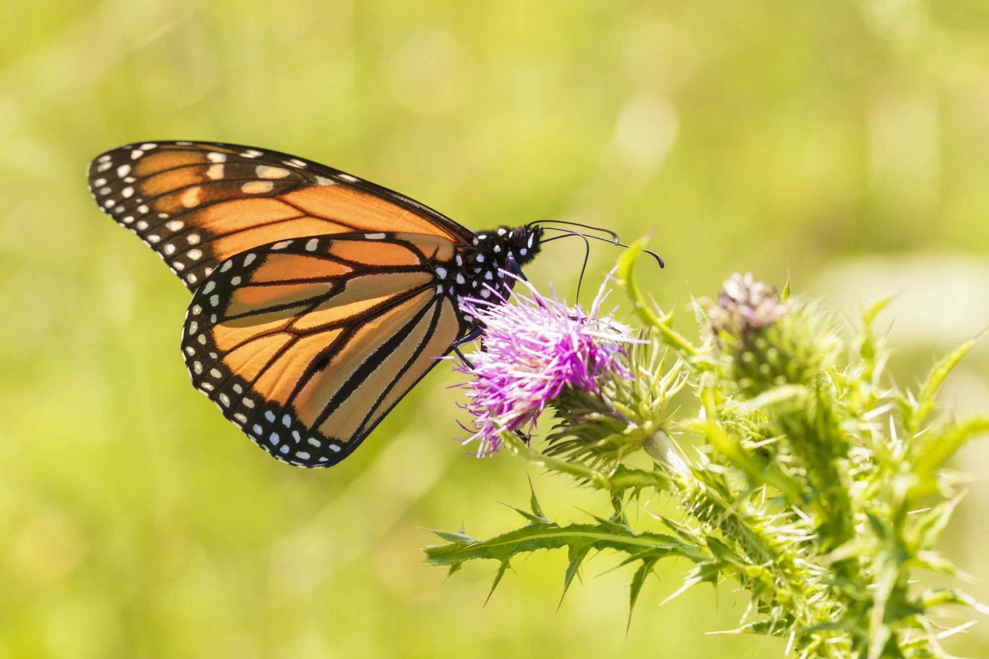 2018.07.26 - Monarch Butterfly - Shenandoah National Park - Virginia - N.Lewis - NPS