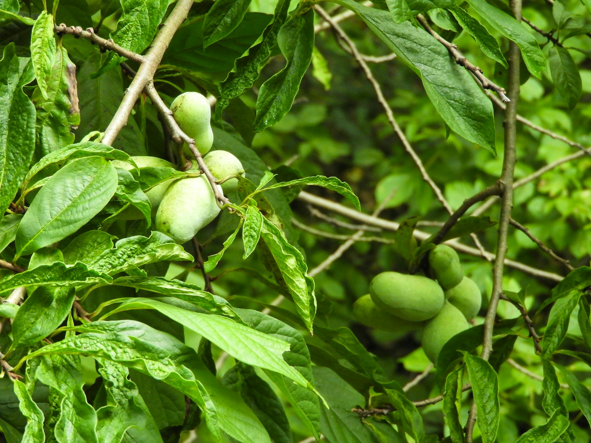 2018.08.13 - Pawpaw Tree - West Virginia - Eileen Hornbaker-USFWS