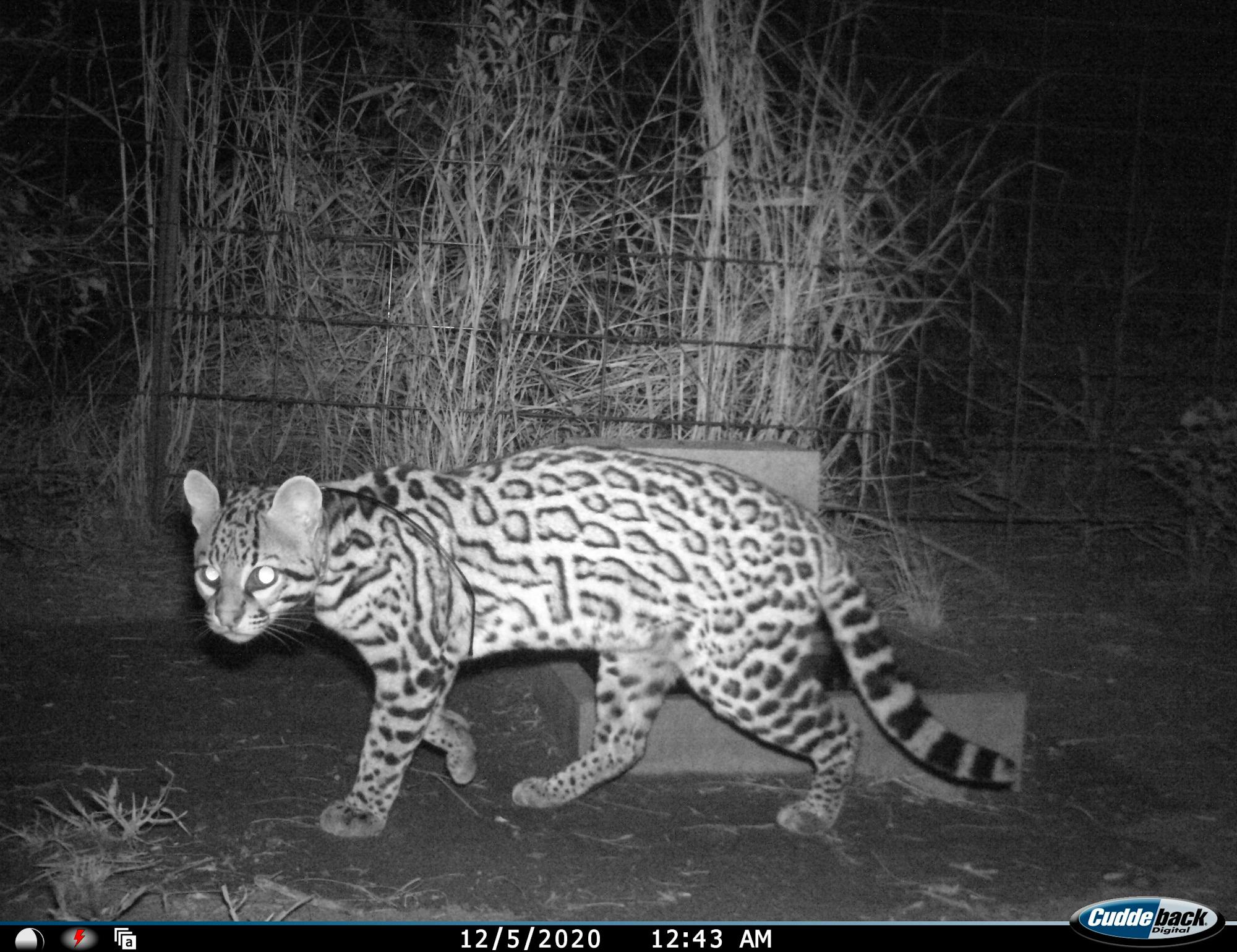 2020.12.05 - OF343 ocelot walking in front of fence - Laguna Atascosa National Wildlife Refuge - Texas - Hilary Swarts-FWS.