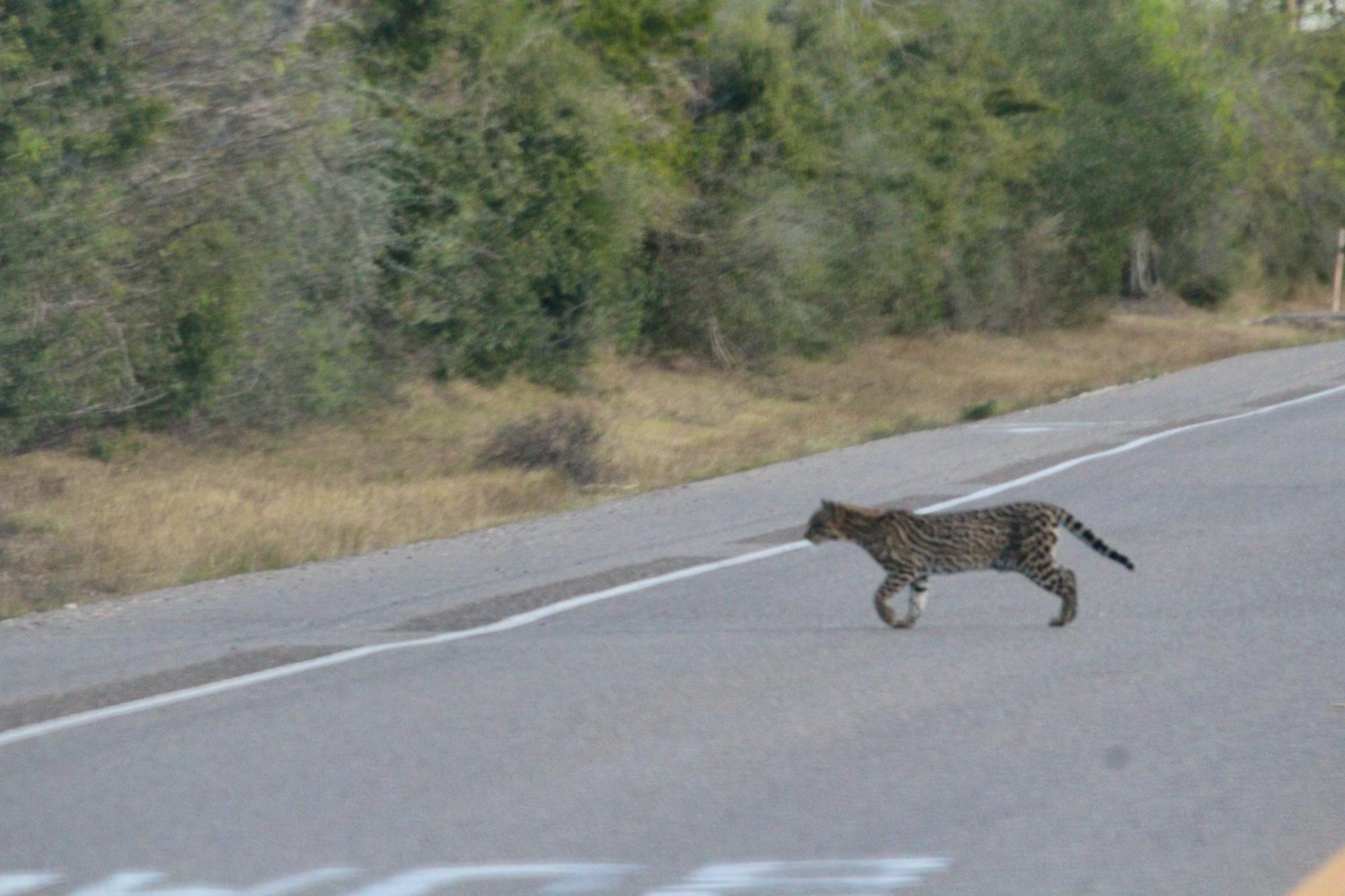 2023.02.17 - Ocelot Crossing Road 3- Laguna Atascosa National Wildlife Refuge - Texas - Jake Strouf.JPG