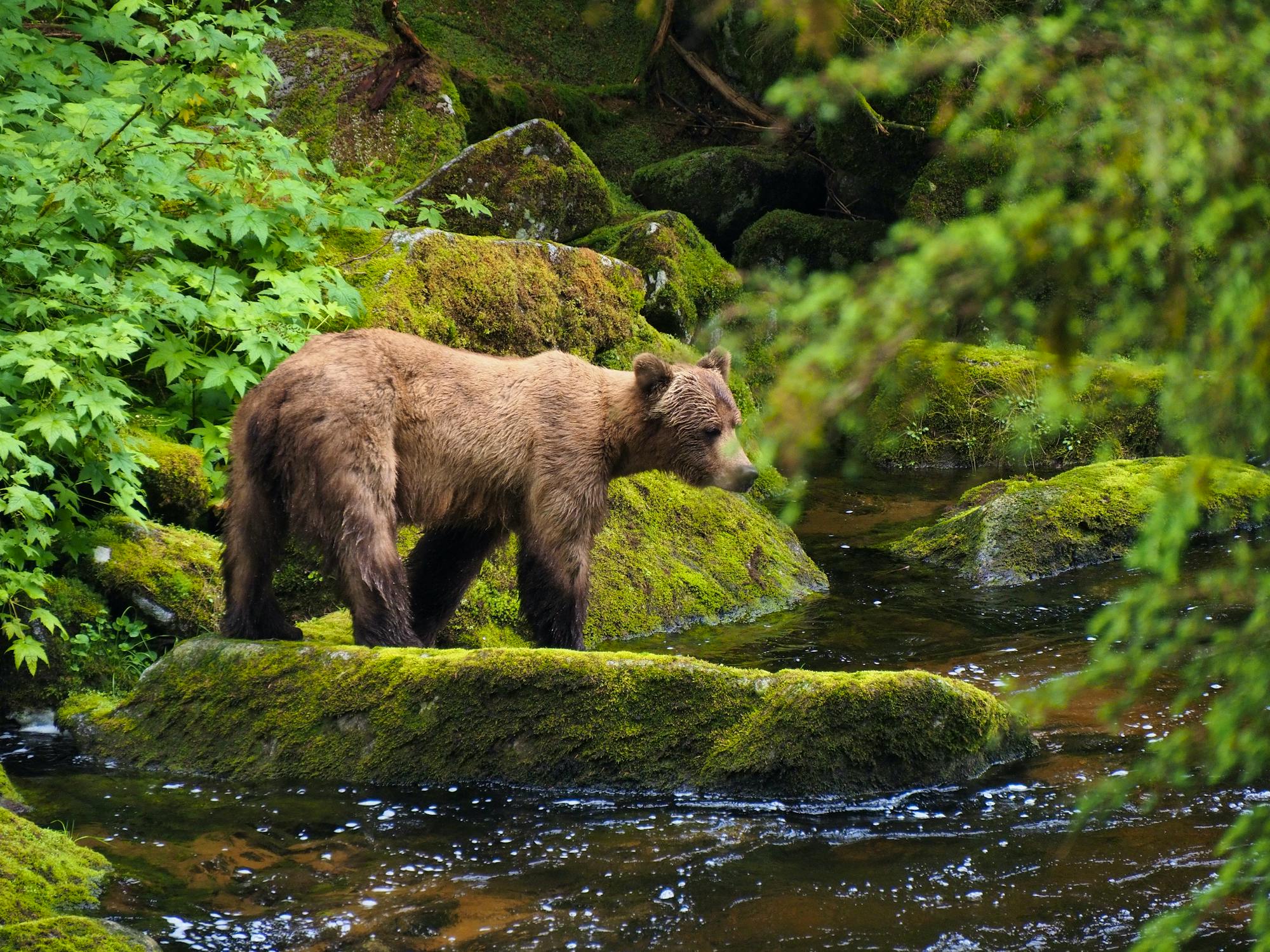 2023.06.29 - Brown Bear at Anan Creek - Tongass National Forest, Alaska - © Jennifer Kardiak-USDA Forest Service