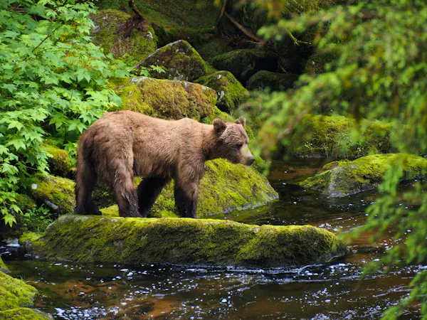 2023.06.29 - Brown Bear at Anan Creek - Tongass National Forest, Alaska - © Jennifer Kardiak-USDA Forest Service