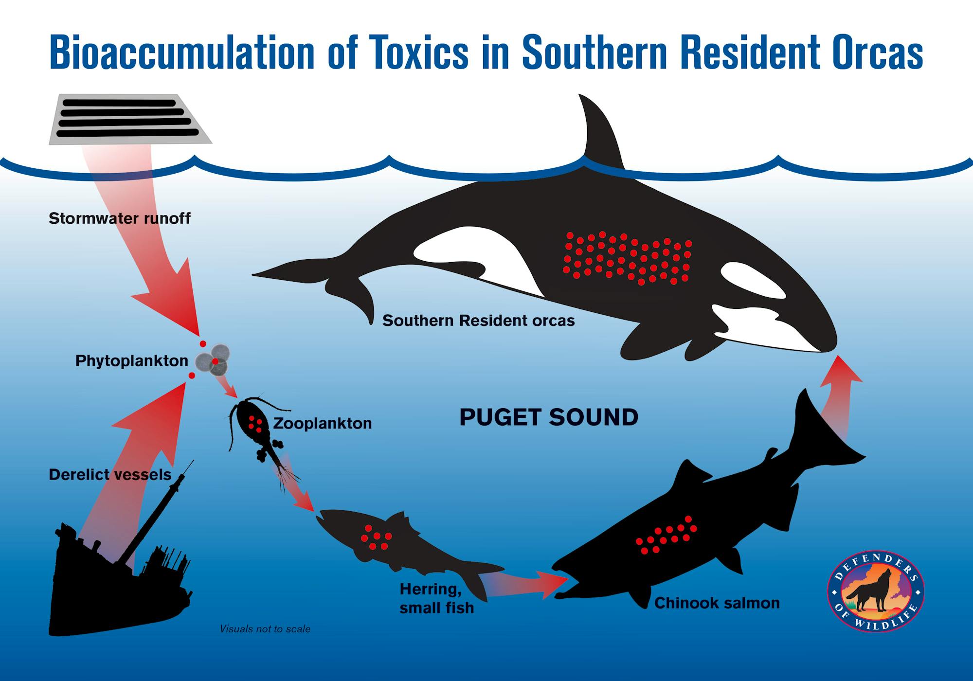 Bioaccumulation of Toxics in Southern Resident Orcas Graphic_DOW