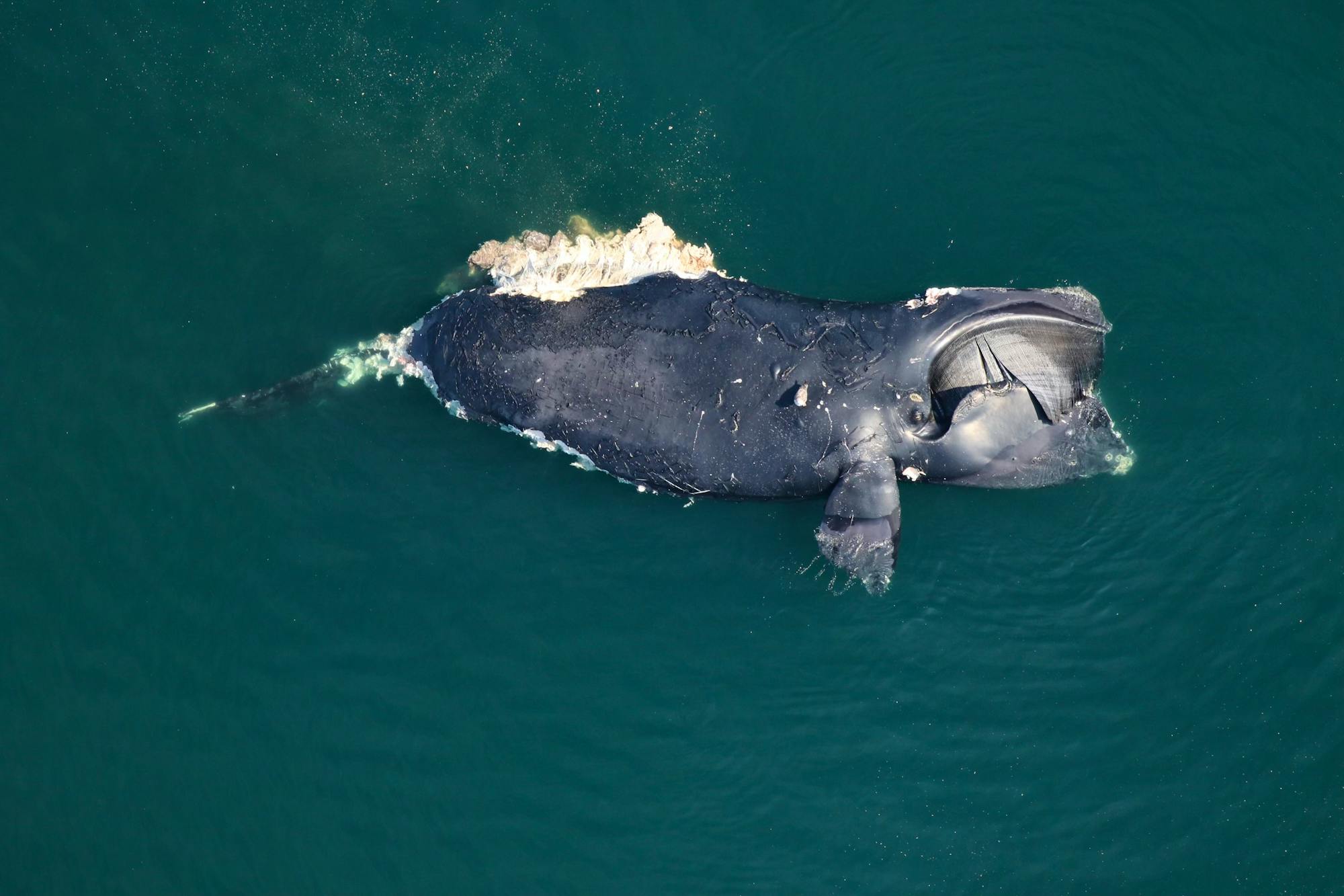 north atlantic right whale dead virginia clearwater marine aquarium research institute NOAA permit 24359