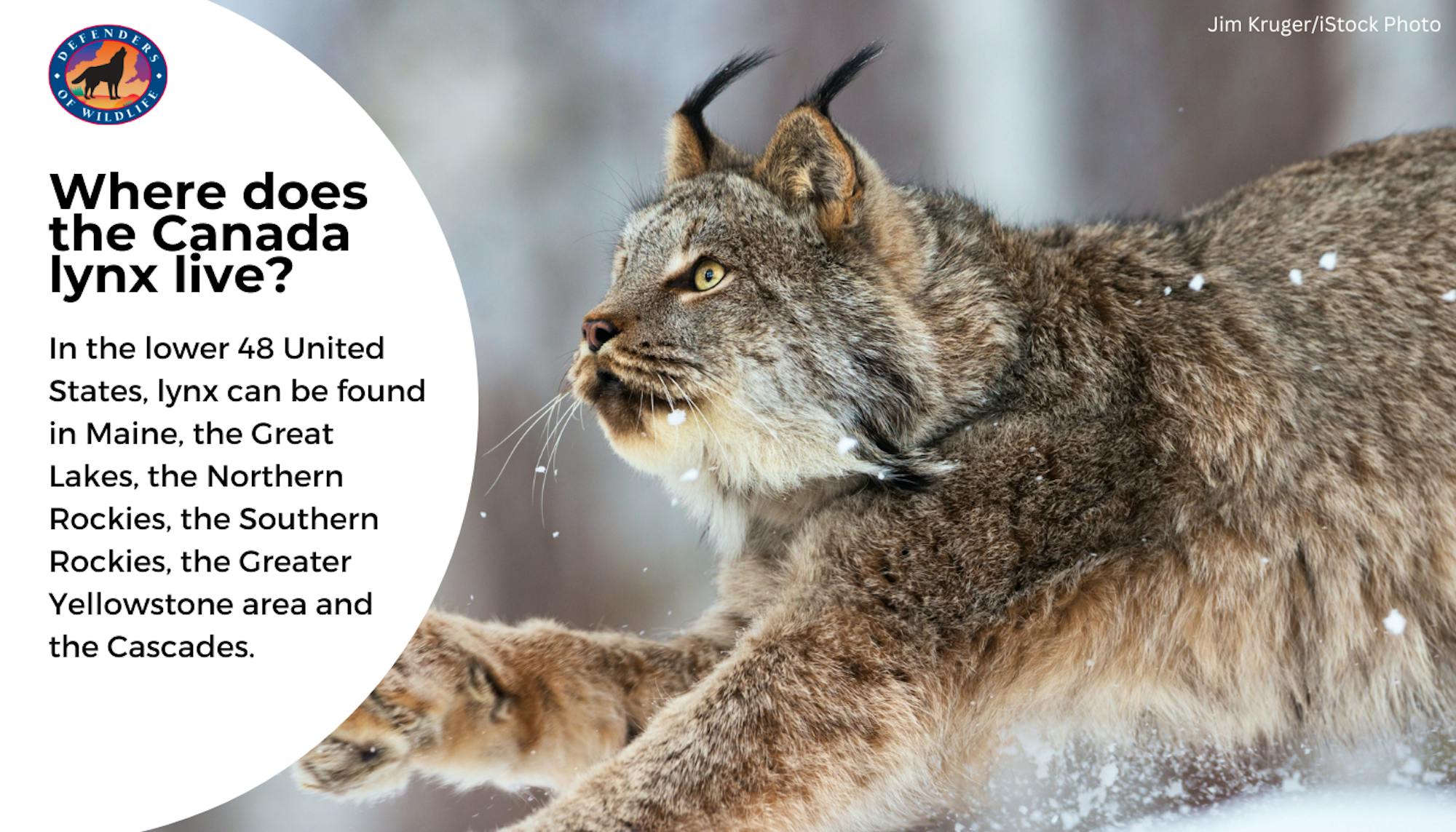 Canada Lynx Blog Graphic