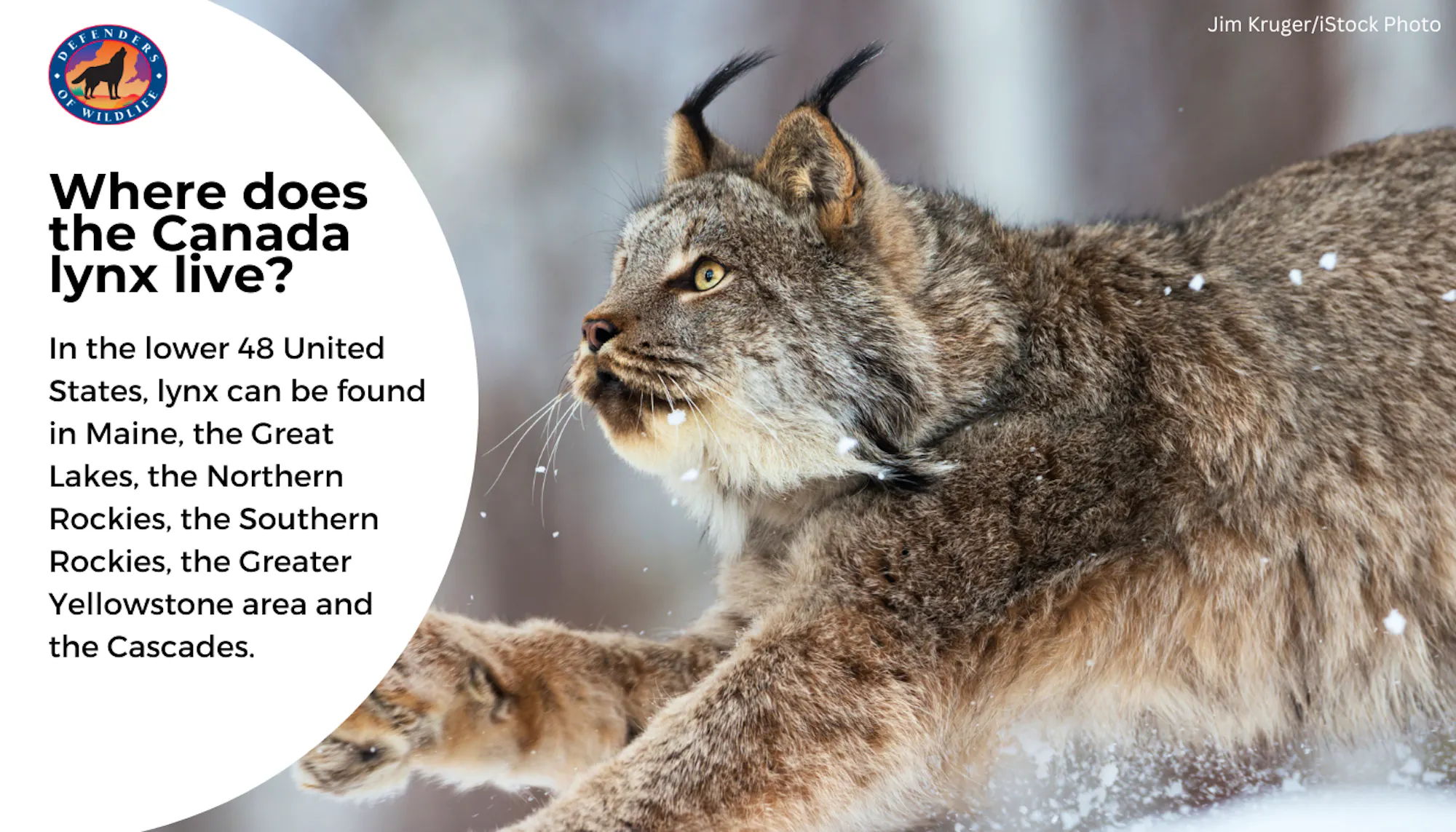 The Canada Lynx: Not Only Found In Canada | Defenders of Wildlife