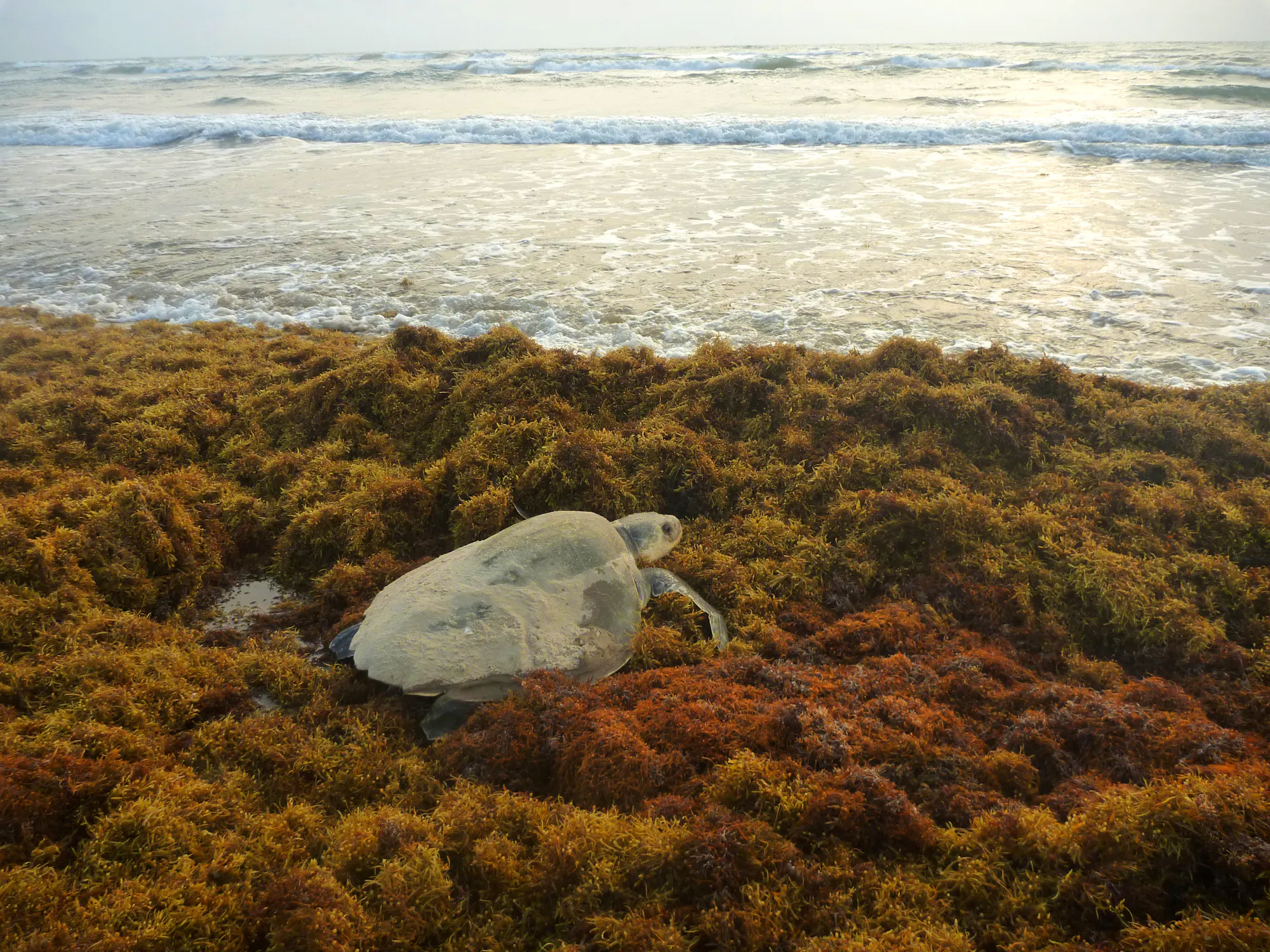 Kemps Ridley Sea Turtle