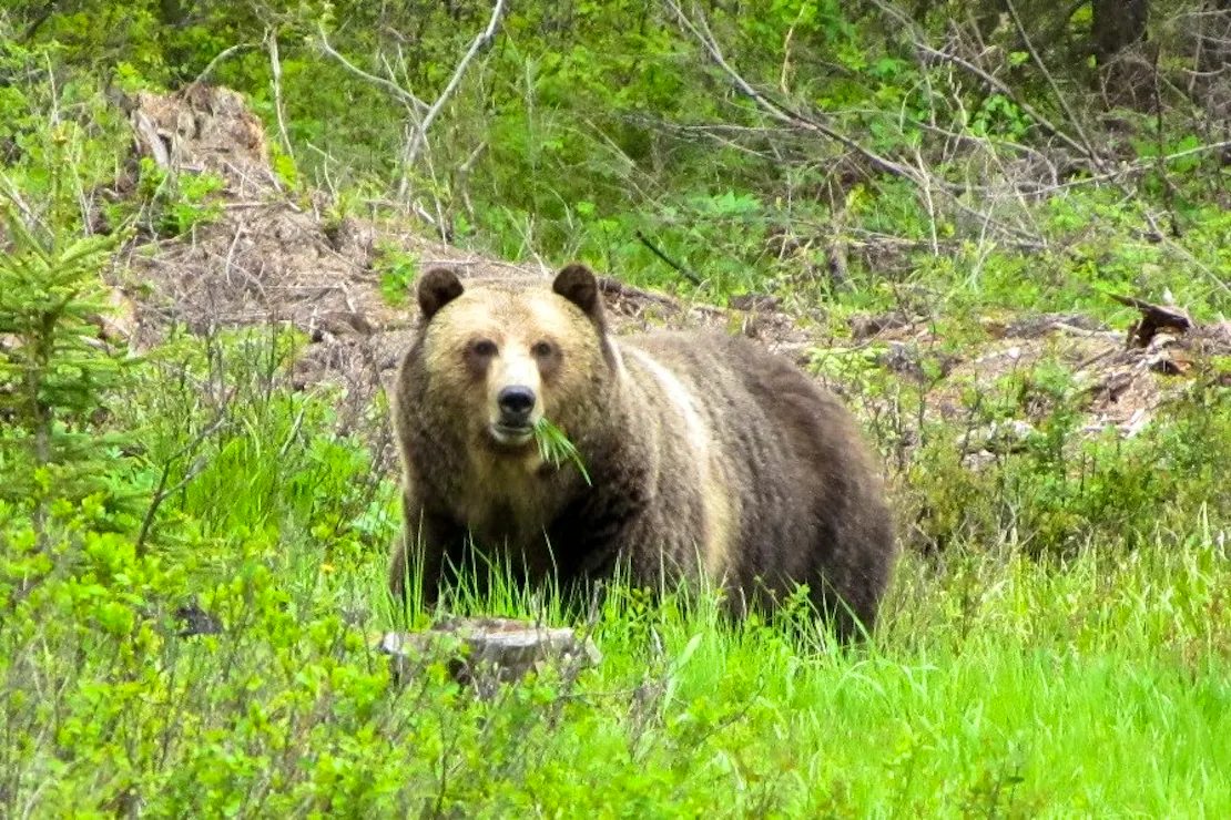 2011.06.19 - Grazing Grizzly Bear - Glacier National Park - Montana - Gerry Stearns