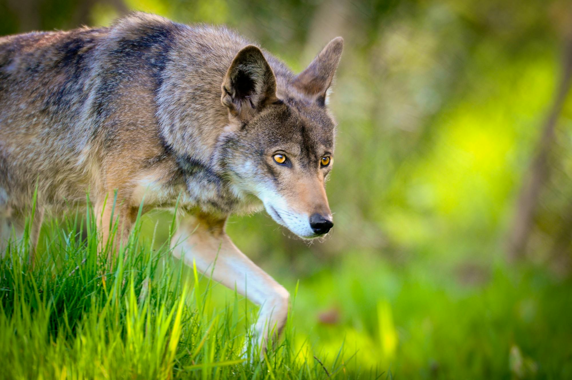 Captive Red Wolf at Point Defiance Zoo and Aquarium 