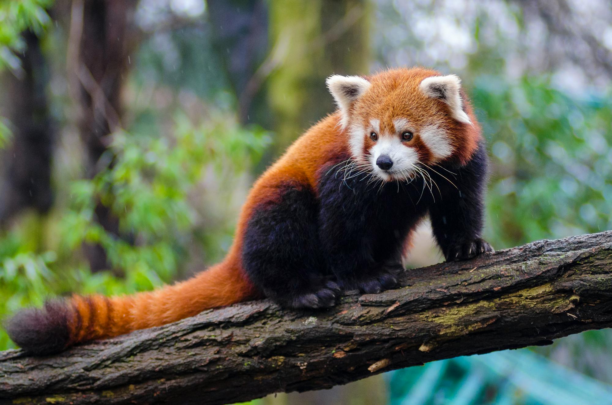 2016.02.14 - Red Panda on a Branch - Germany - Mathias Appel