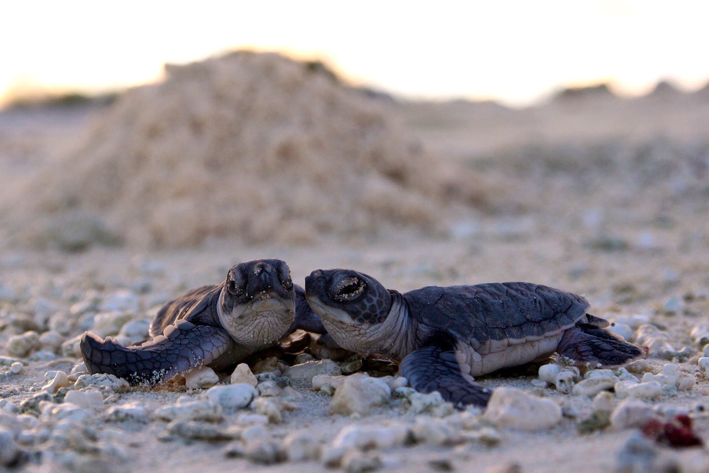 Baby Green Sea Turtles on the beach 